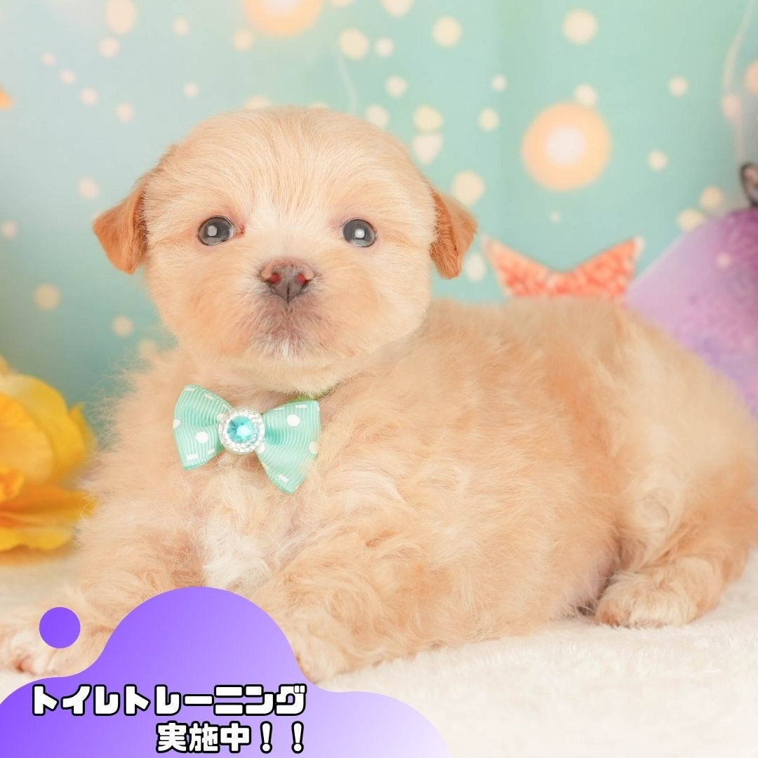 マルプー | 男の子 | アプリコット | 2026年3月3日（ID:dog-10007681）