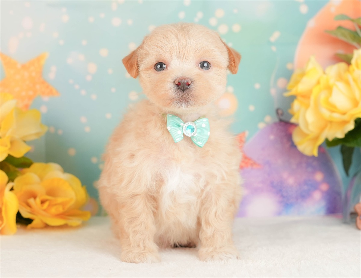 マルプー | 男の子 | アプリコット | 2026年3月3日（ID:dog-10007681）