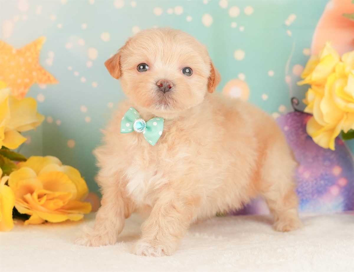 マルプー | 男の子 | アプリコット | 2026年3月3日（ID:dog-10007681）