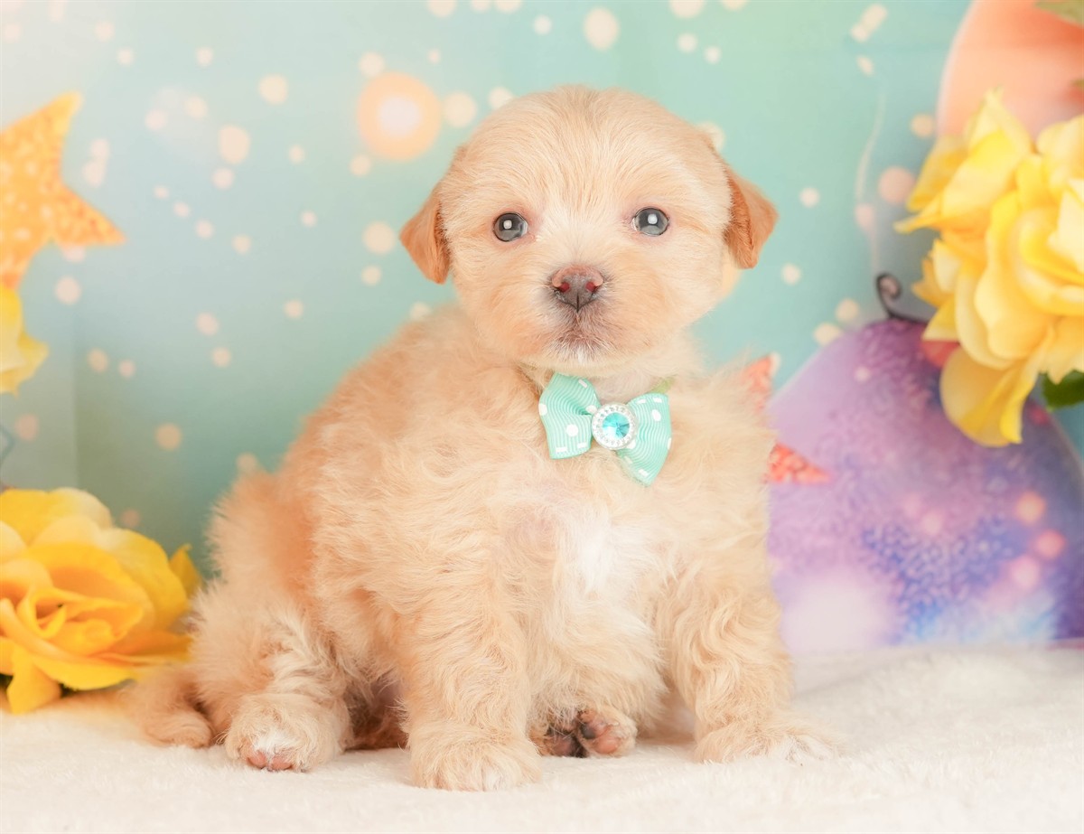 マルプー | 男の子 | アプリコット | 2026年3月3日（ID:dog-10007681）