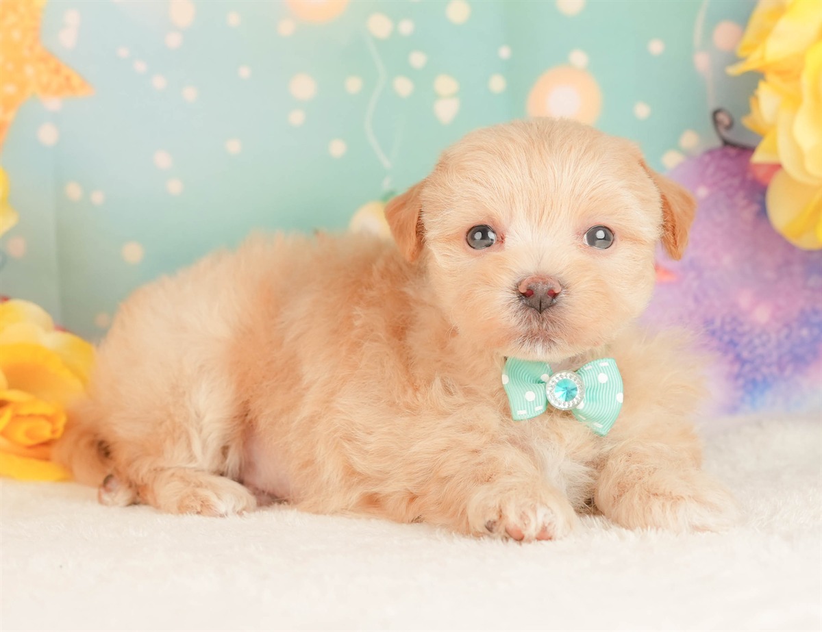 マルプー | 男の子 | アプリコット | 2026年3月3日（ID:dog-10007681）