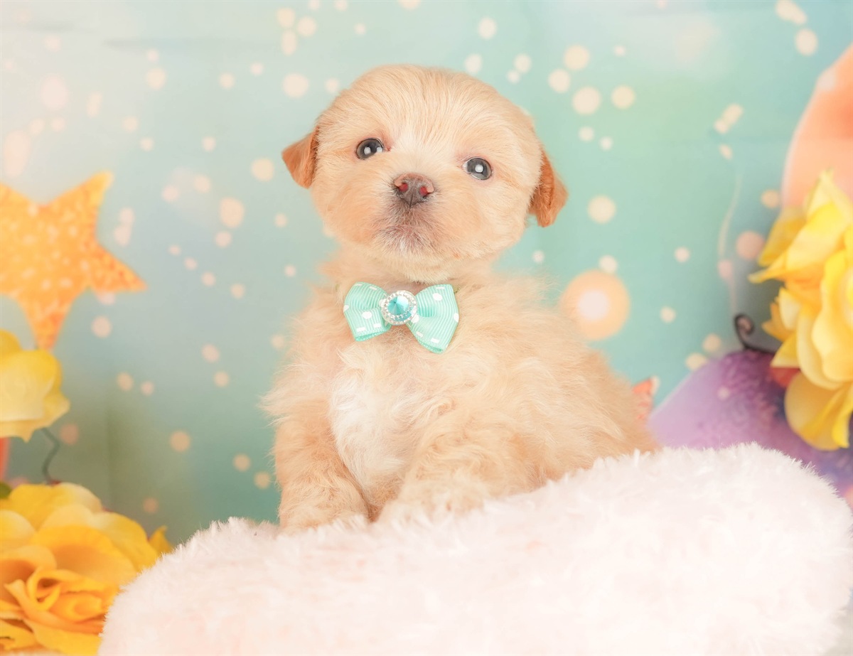 マルプー | 男の子 | アプリコット | 2026年3月3日（ID:dog-10007681）