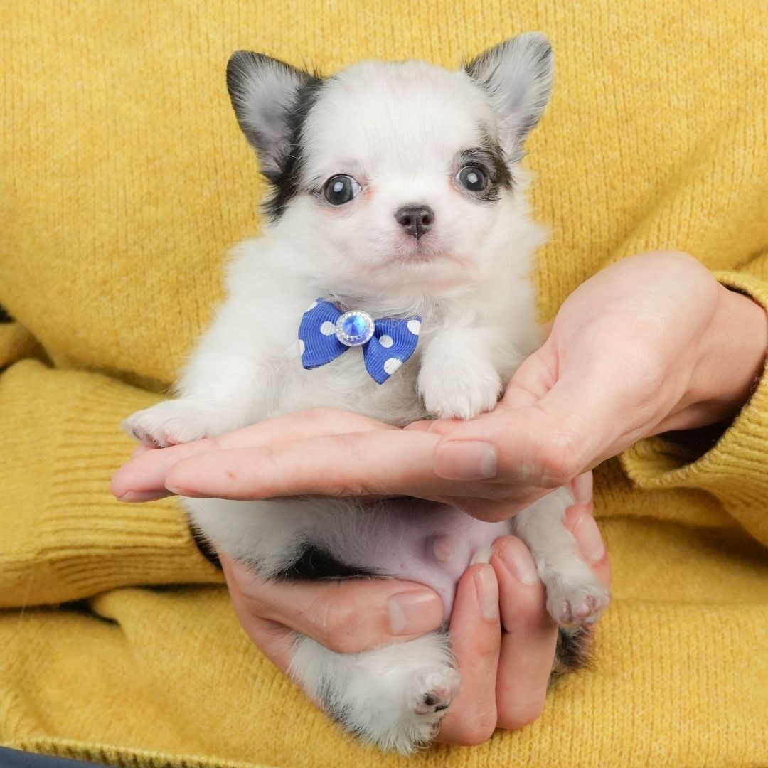 チワワ(ロング) | 男の子 | ブラック＆ホワイト | 2026年3月5日（ID:dog-10007693）