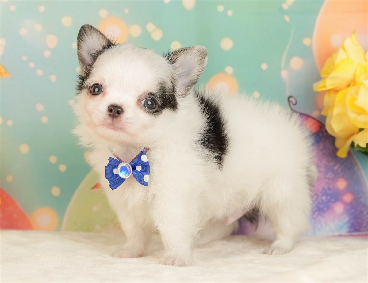 チワワ(ロング) | 男の子 | ブラック＆ホワイト | 2026年3月5日（ID:dog-10007693）