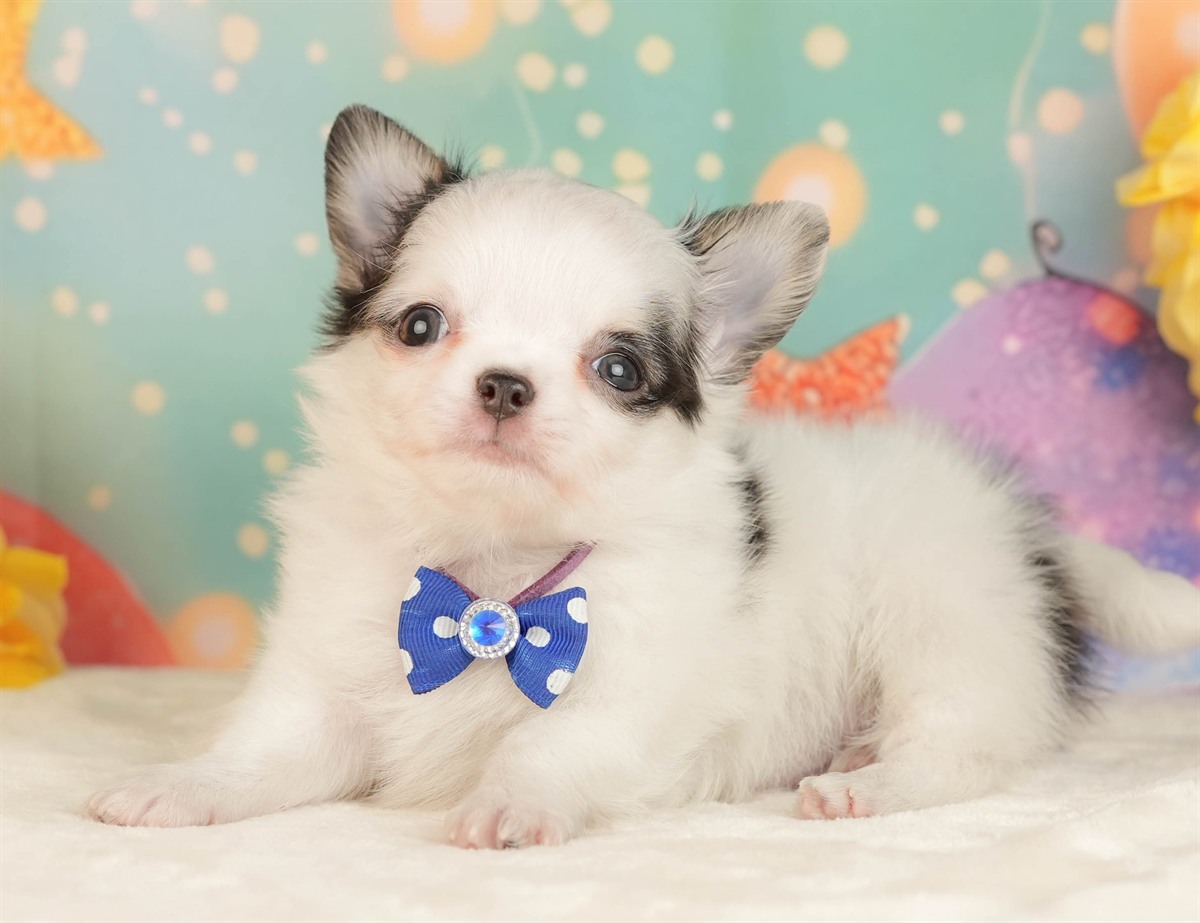 チワワ(ロング) | 男の子 | ブラック＆ホワイト | 2026年3月5日（ID:dog-10007693）