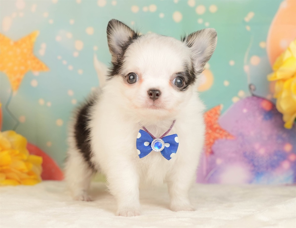 チワワ(ロング) | 男の子 | ブラック＆ホワイト | 2026年3月5日（ID:dog-10007693）