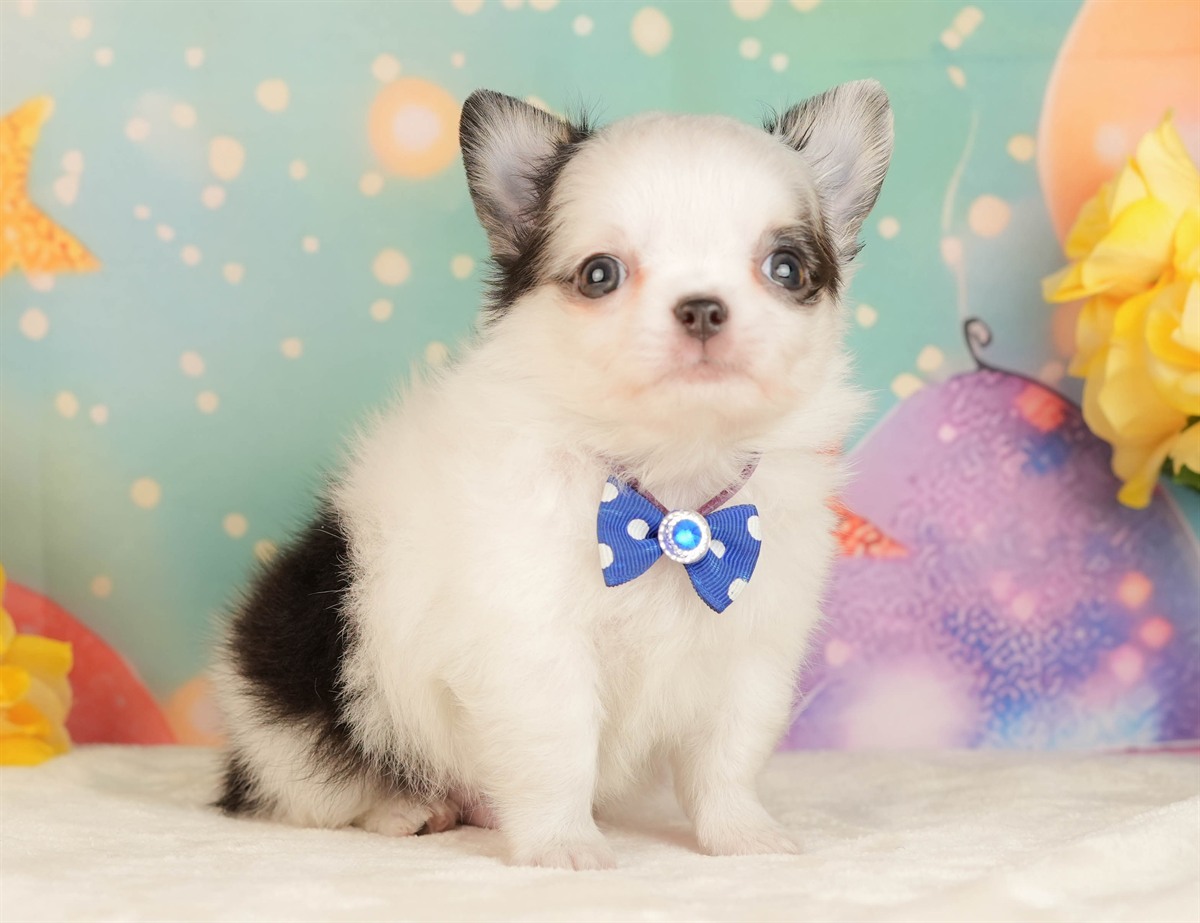 チワワ(ロング) | 男の子 | ブラック＆ホワイト | 2026年3月5日（ID:dog-10007693）