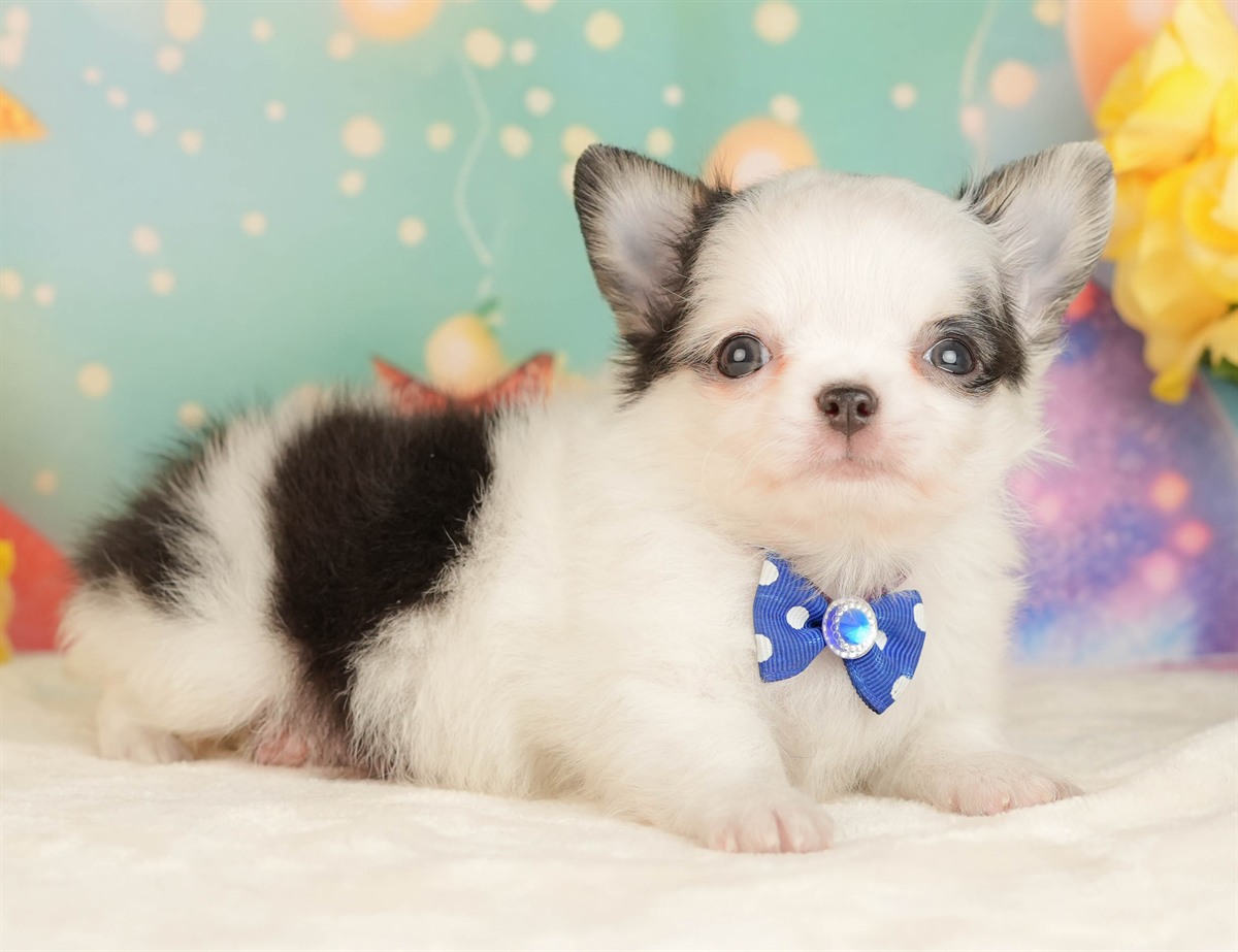 チワワ(ロング) | 男の子 | ブラック＆ホワイト | 2026年3月5日（ID:dog-10007693）