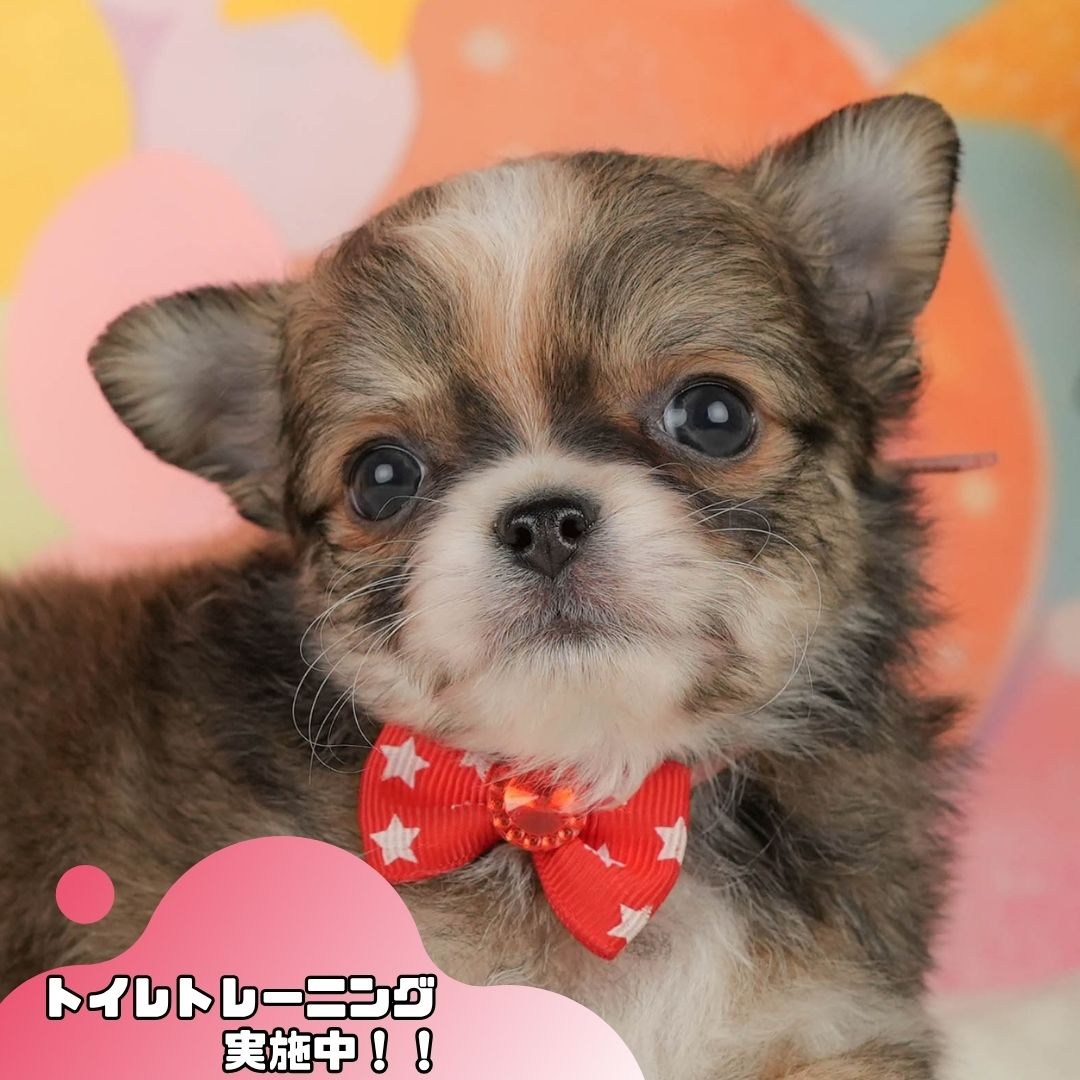 チワワ(ロング) | 女の子 | フォーン＆ホワイト | 2026年3月5日（ID:dog-10007694）