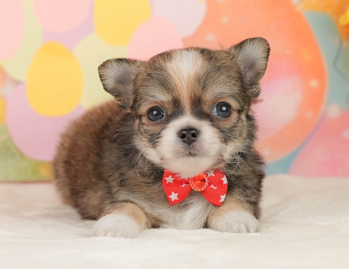 チワワ(ロング) | 女の子 | フォーン＆ホワイト | 2026年3月5日（ID:dog-10007694）