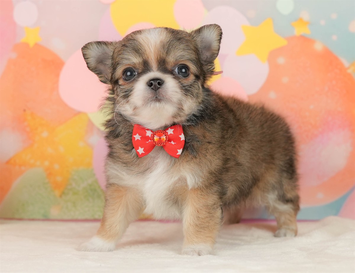 チワワ(ロング) | 女の子 | フォーン＆ホワイト | 2026年3月5日（ID:dog-10007694）