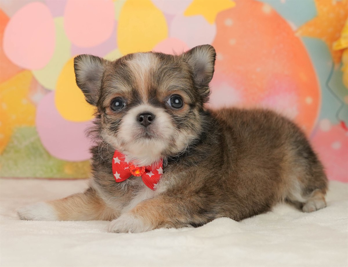 チワワ(ロング) | 女の子 | フォーン＆ホワイト | 2026年3月5日（ID:dog-10007694）