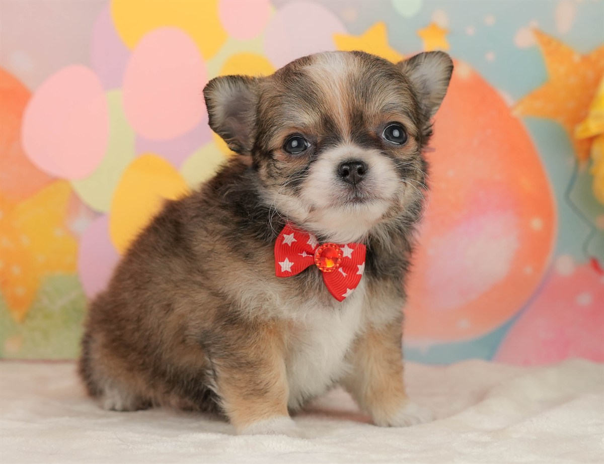 チワワ(ロング) | 女の子 | フォーン＆ホワイト | 2026年3月5日（ID:dog-10007694）