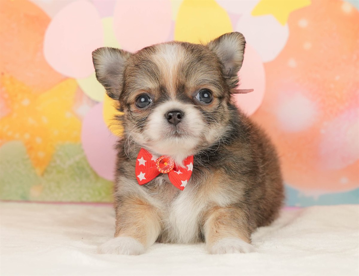 チワワ(ロング) | 女の子 | フォーン＆ホワイト | 2026年3月5日（ID:dog-10007694）