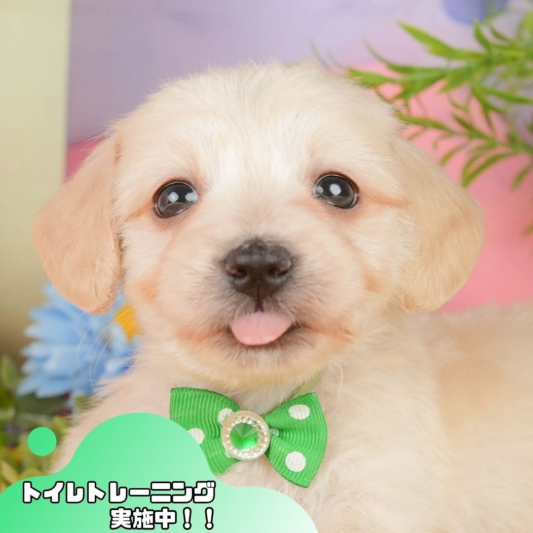 マルックス | 男の子 | クリーム | 2026年3月12日（ID:dog-10007723）
