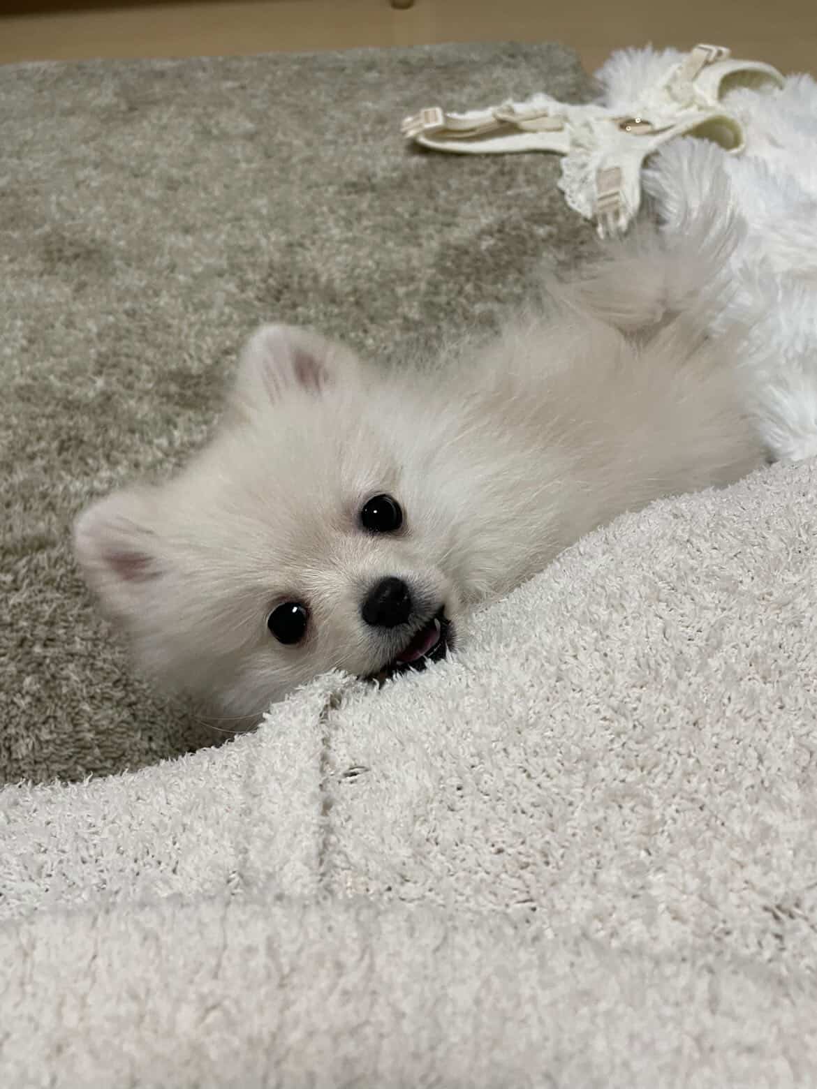 癒されながら充実した日々