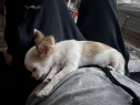 信頼できる素晴らしいブリーダーさん