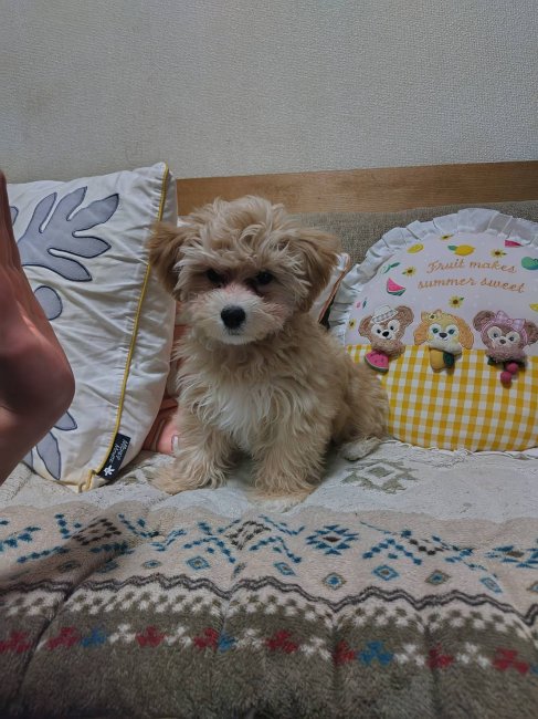 だっこが大好きなラテくん