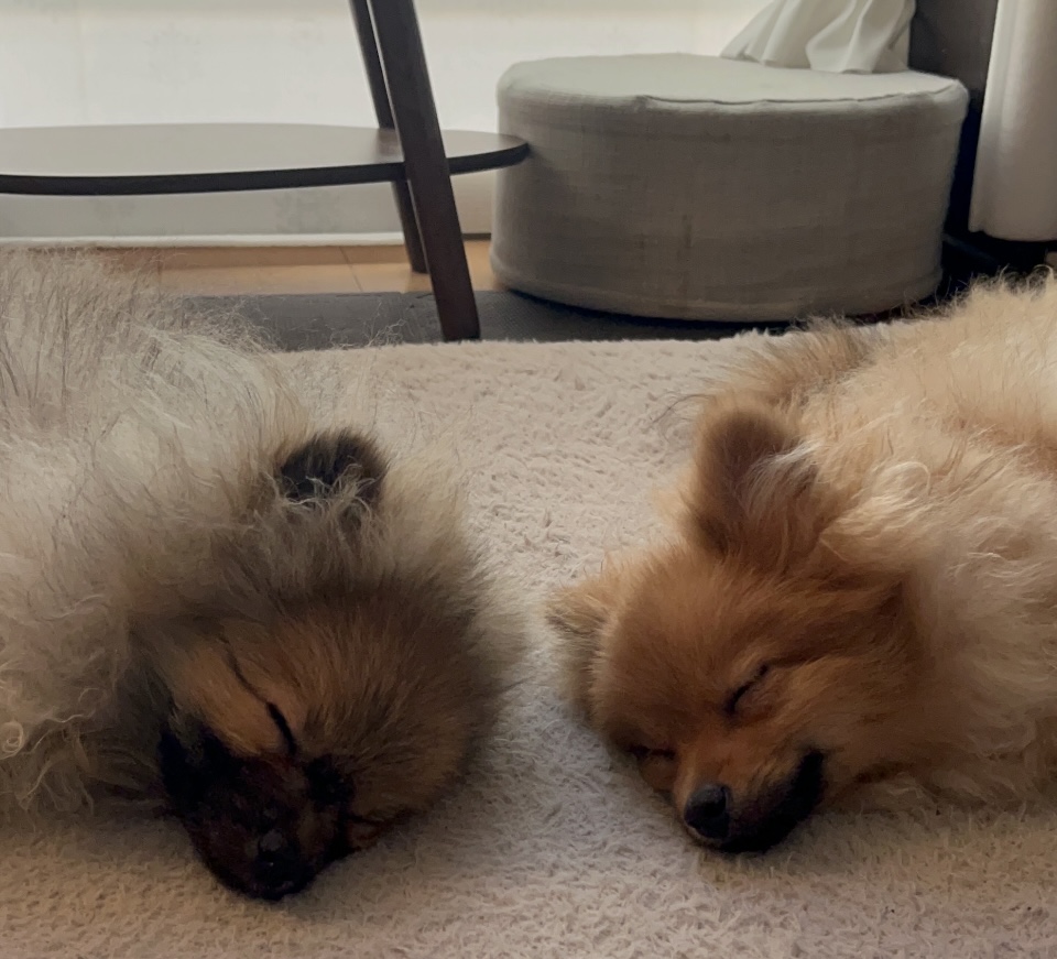 賑やかな我が家に活気が戻りました