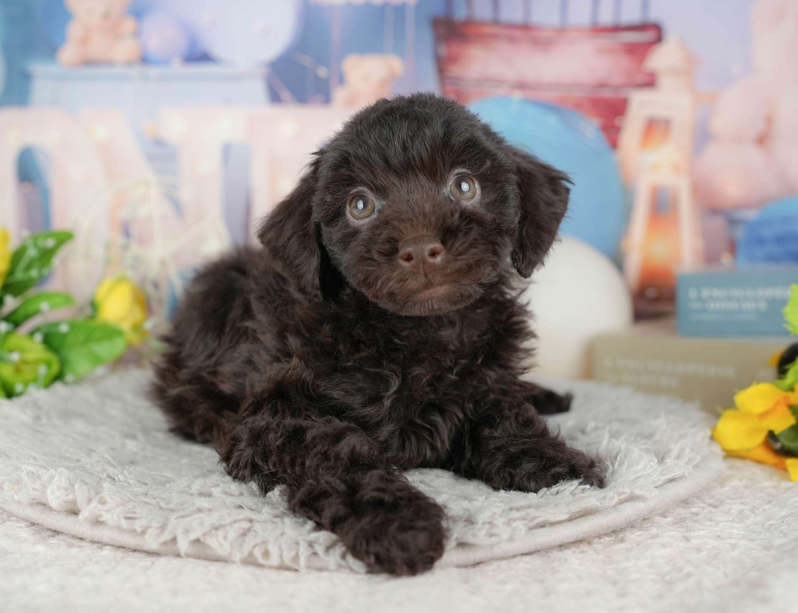 トイ・プードル | 男の子 | ブラウン | 2025年11月18日