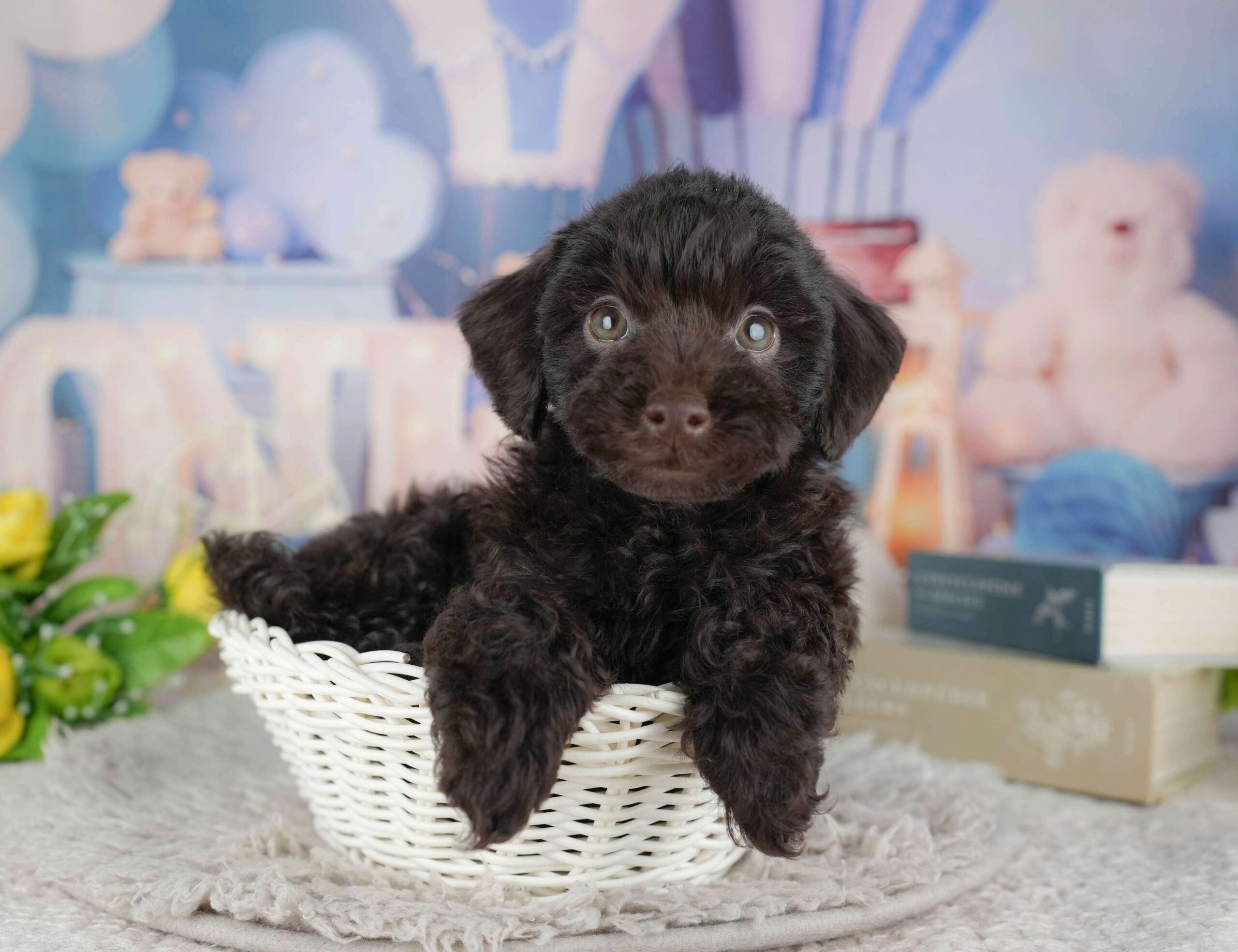 トイ・プードル | 男の子 | ブラウン | 2025年11月18日