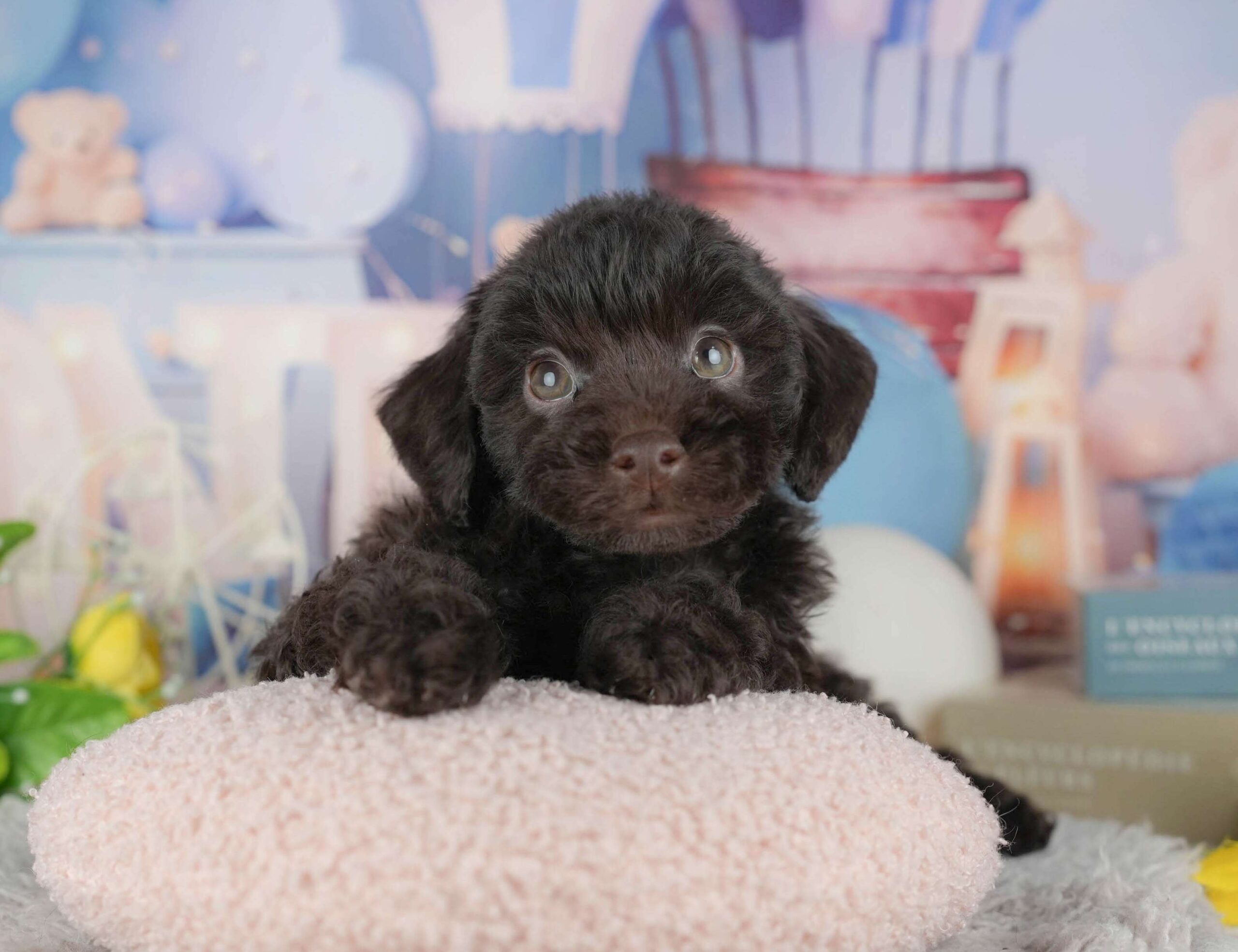 トイ・プードル | 男の子 | ブラウン | 2025年11月18日