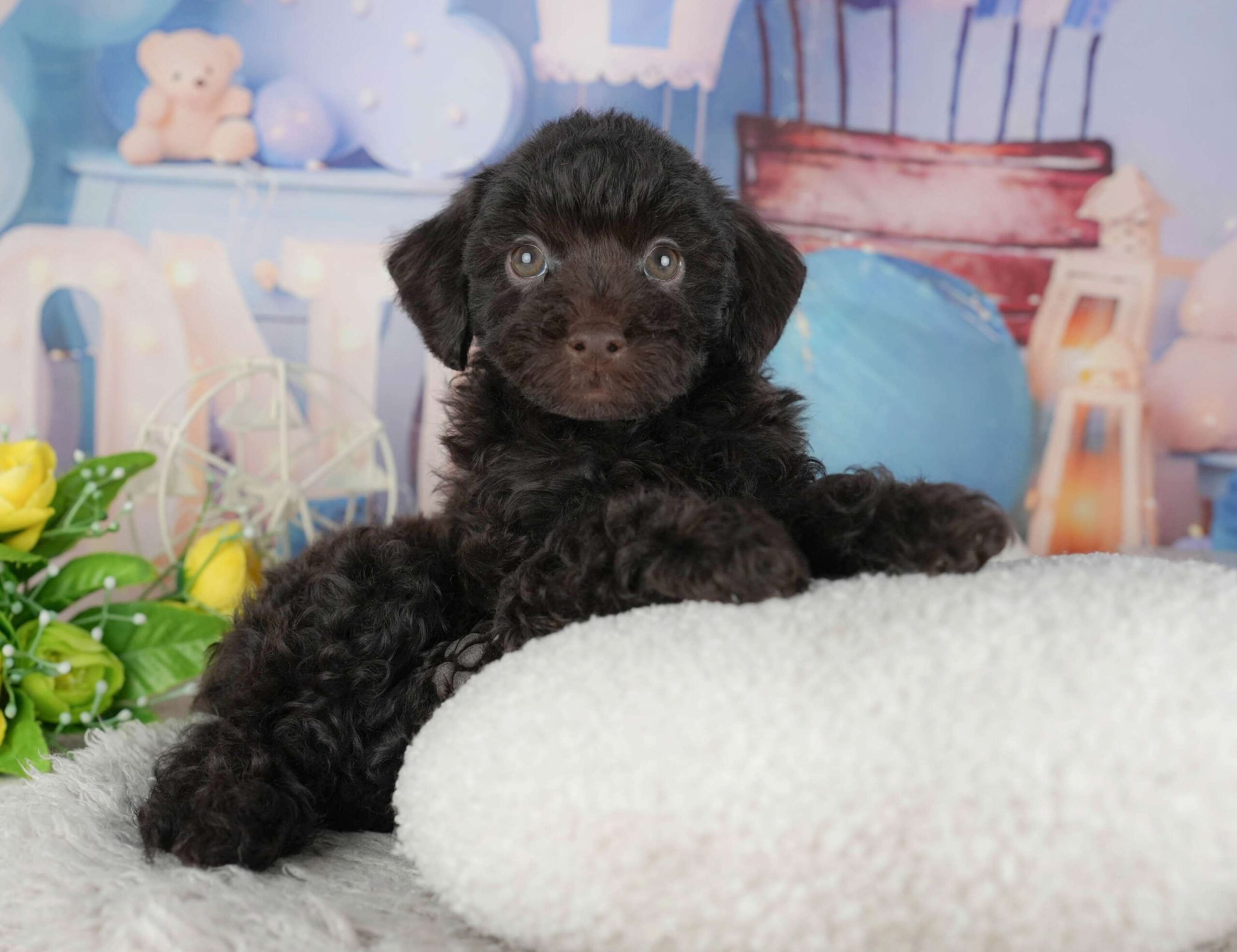 トイ・プードル | 男の子 | ブラウン | 2025年11月18日