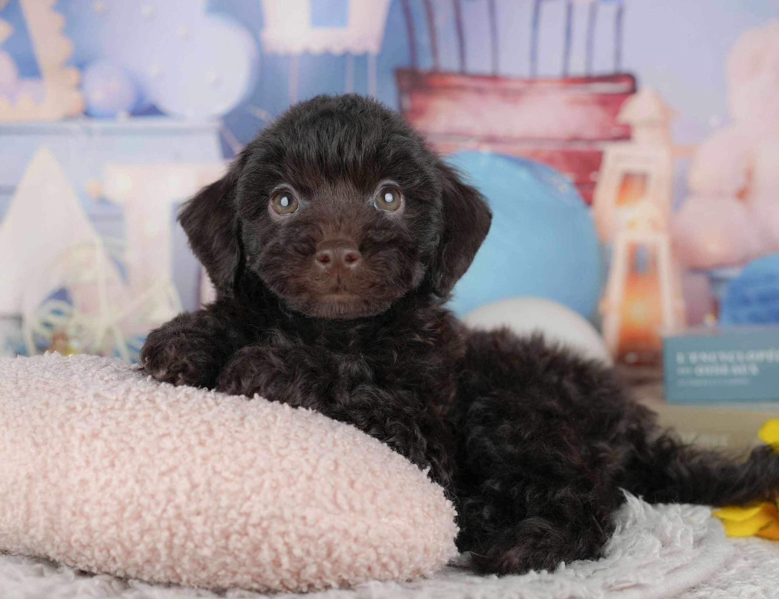 トイ・プードル | 男の子 | ブラウン | 2025年11月18日