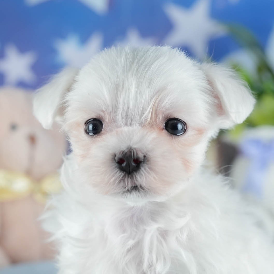 マルチーズ | 男の子 | ホワイト | 2025年11月18日