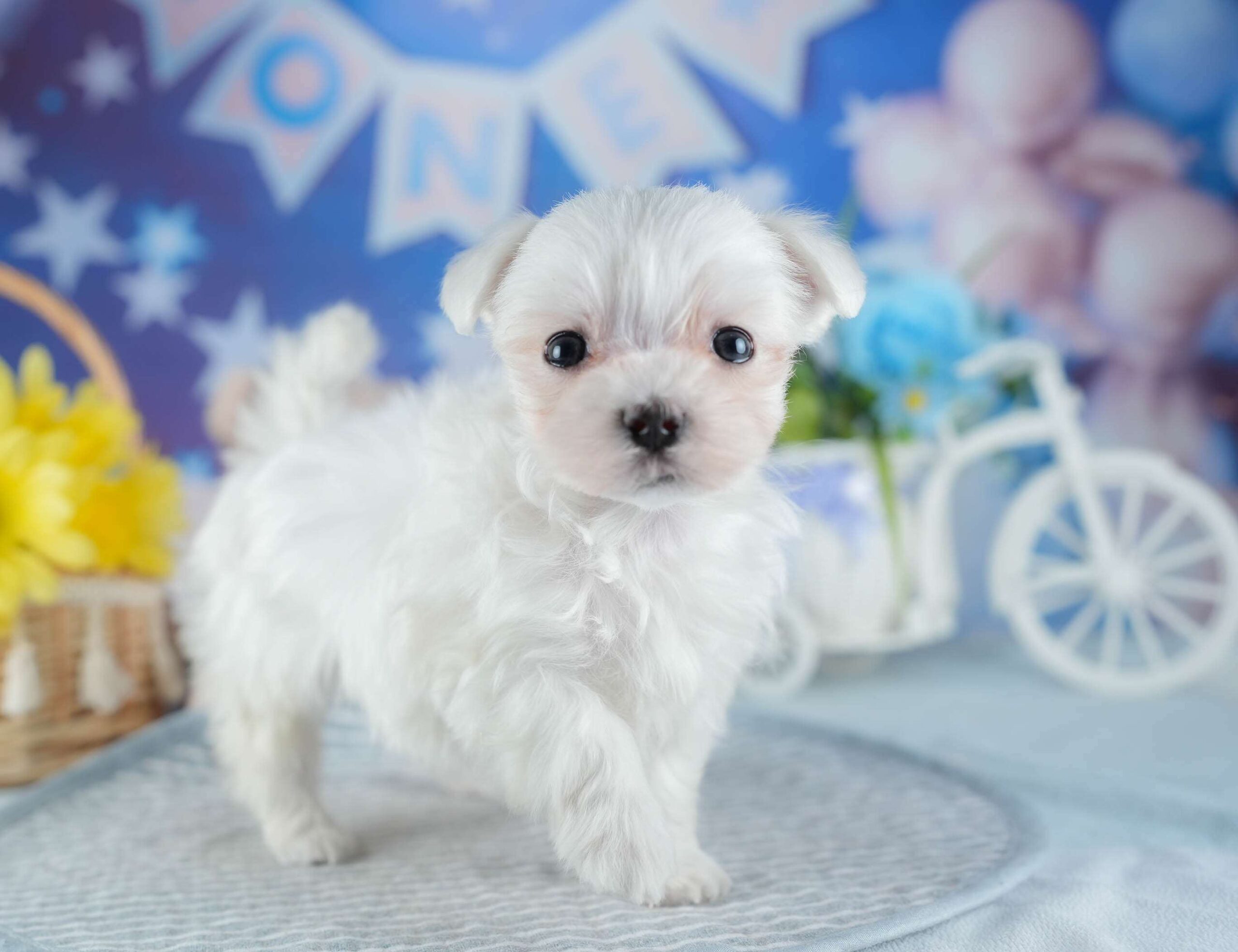 マルチーズ | 男の子 | ホワイト | 2025年11月18日