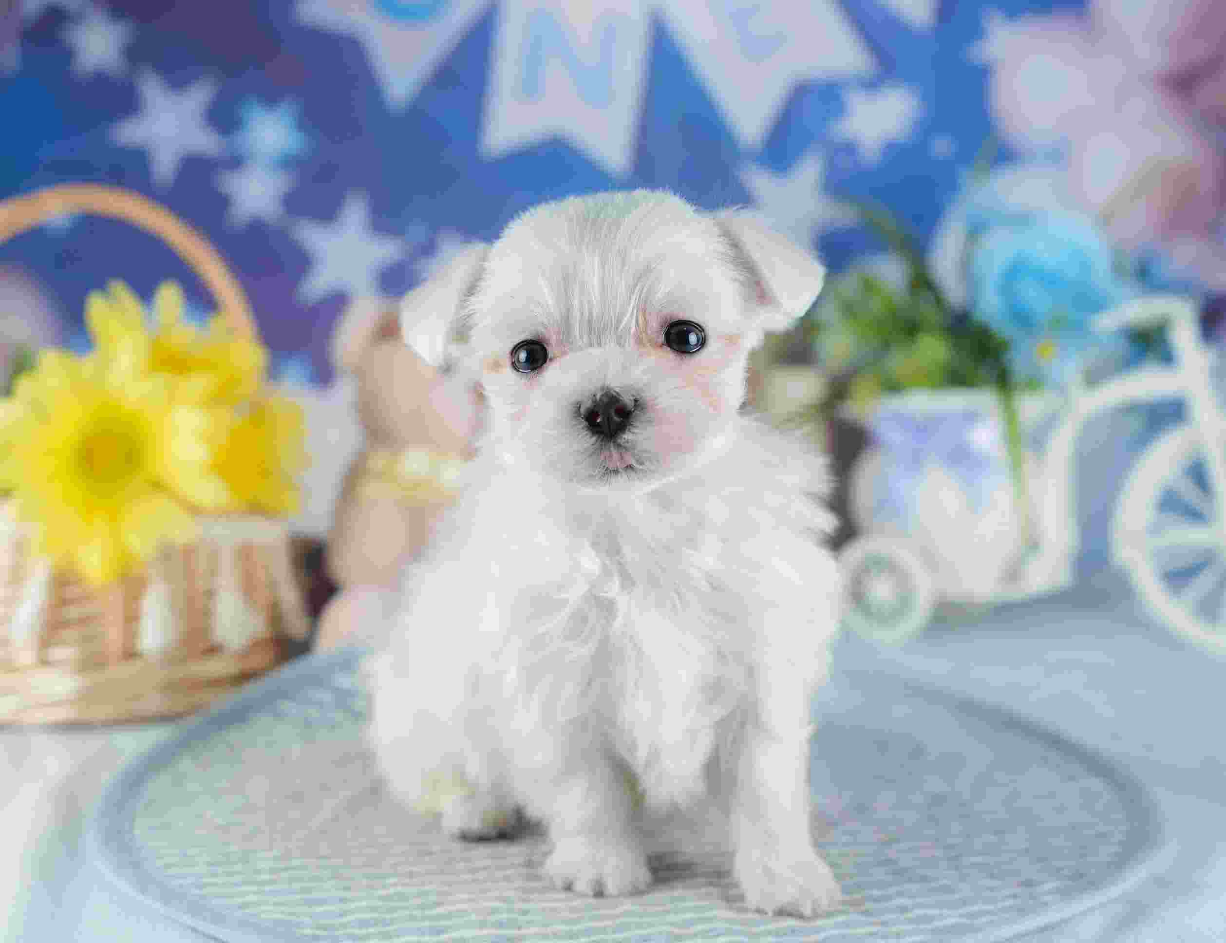 マルチーズ | 男の子 | ホワイト | 2025年11月18日