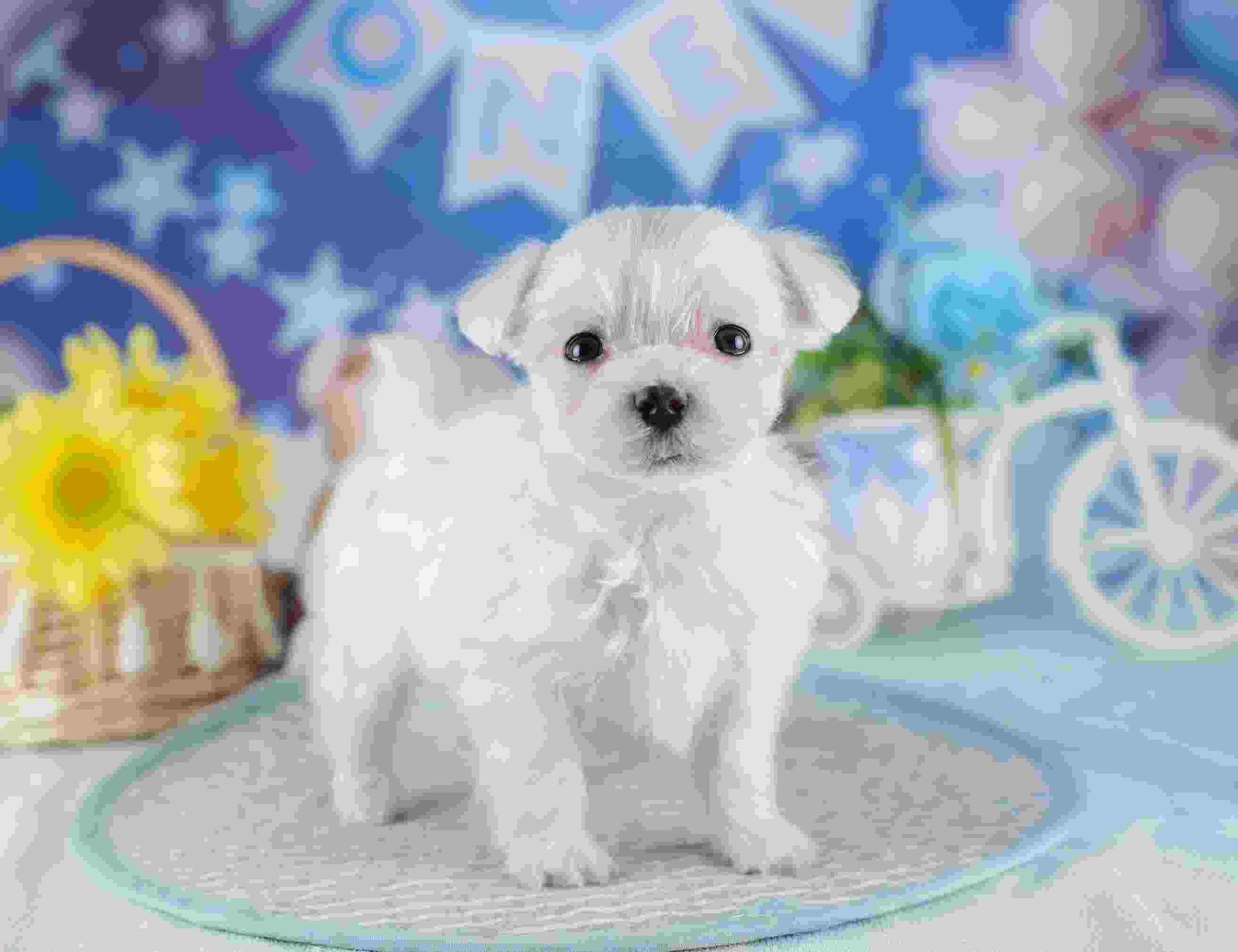 マルチーズ | 男の子 | ホワイト | 2025年11月18日