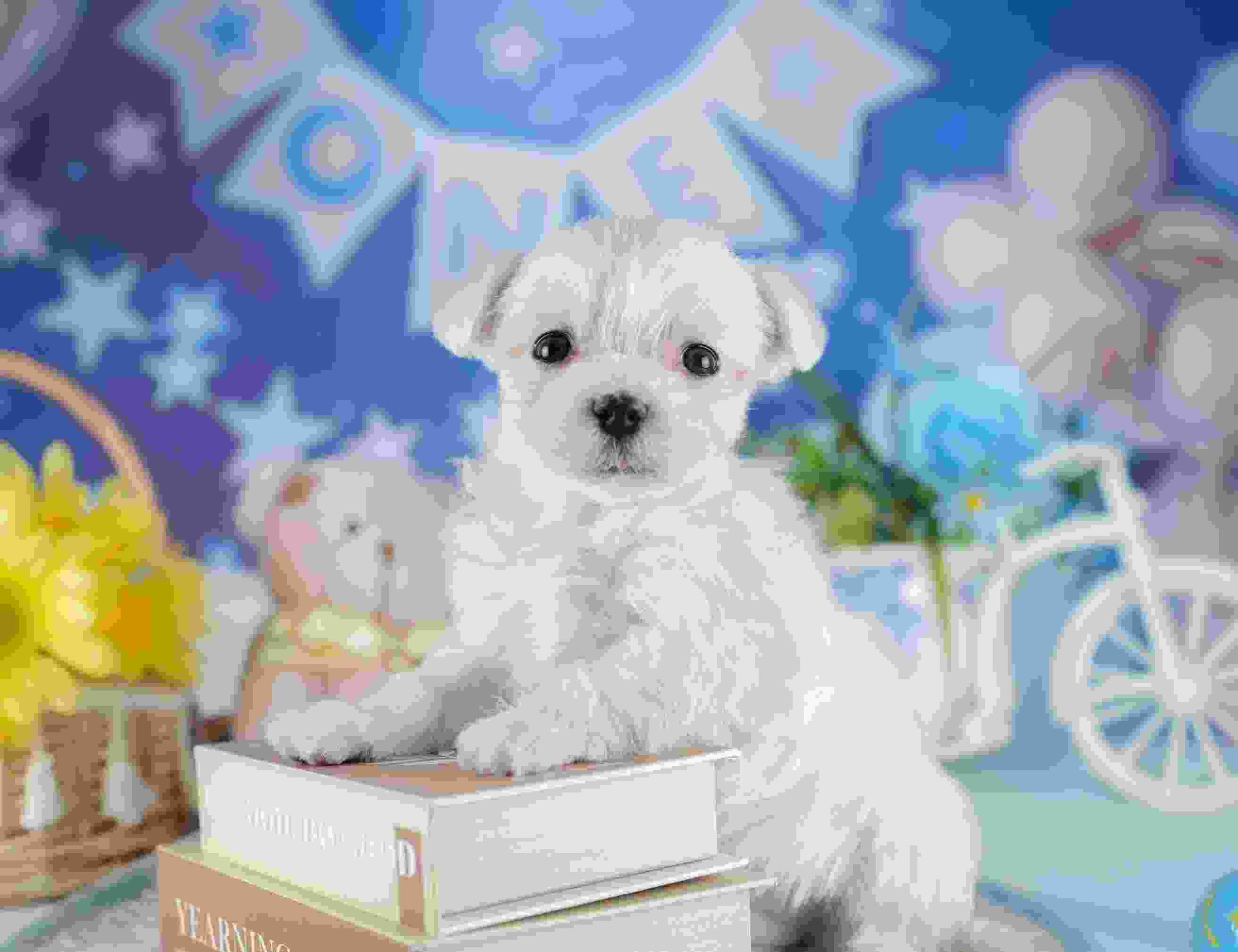 マルチーズ | 男の子 | ホワイト | 2025年11月18日