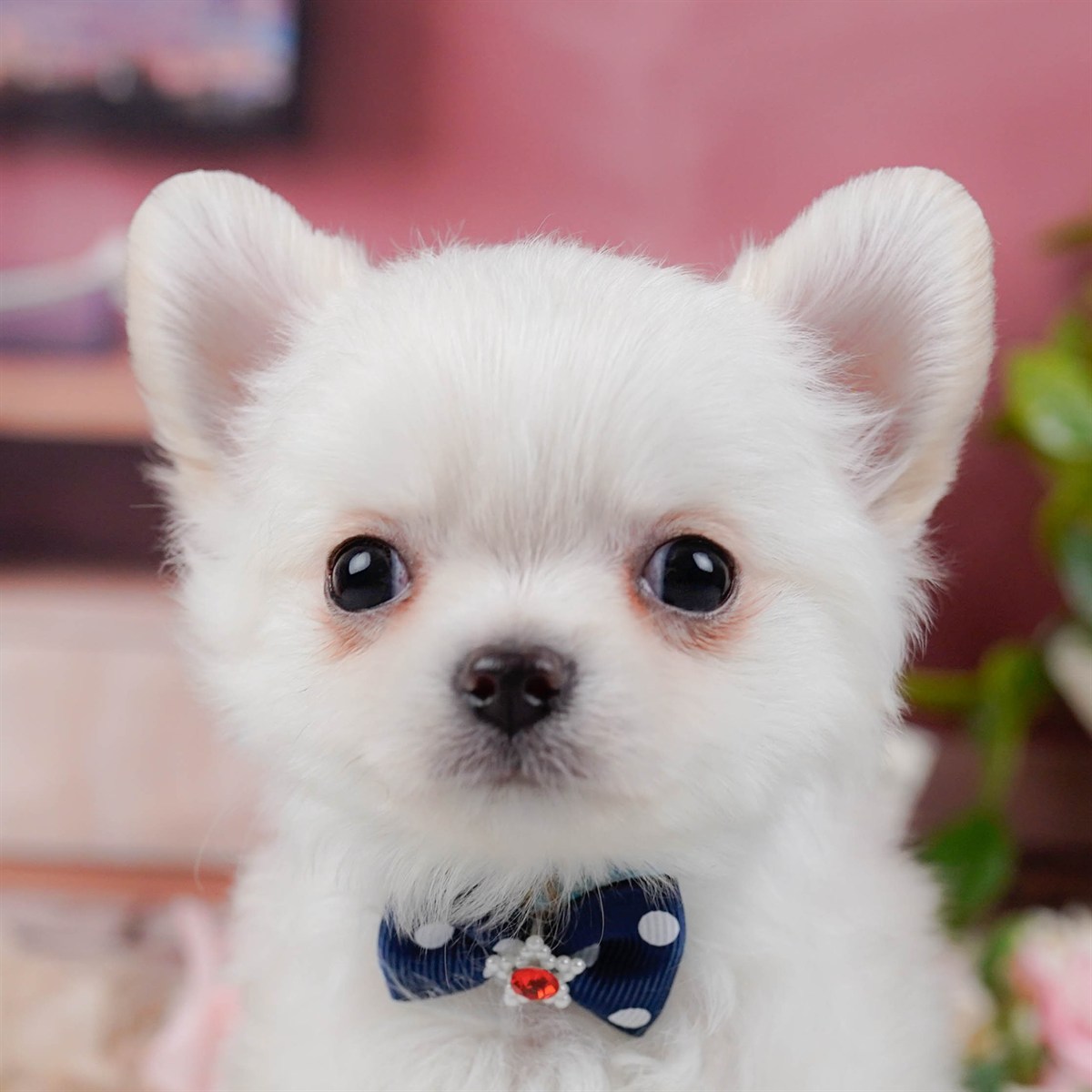 チワワ(ロング) | 男の子 | ホワイト | 2025年11月20日（ID:dog-200014260）