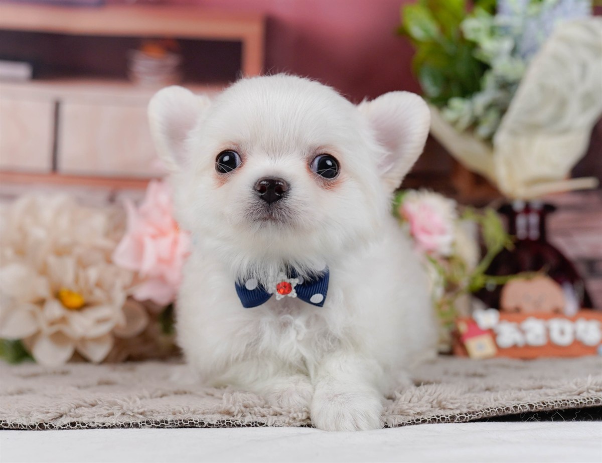 チワワ(ロング) | 男の子 | ホワイト | 2025年11月20日（ID:dog-200014260）