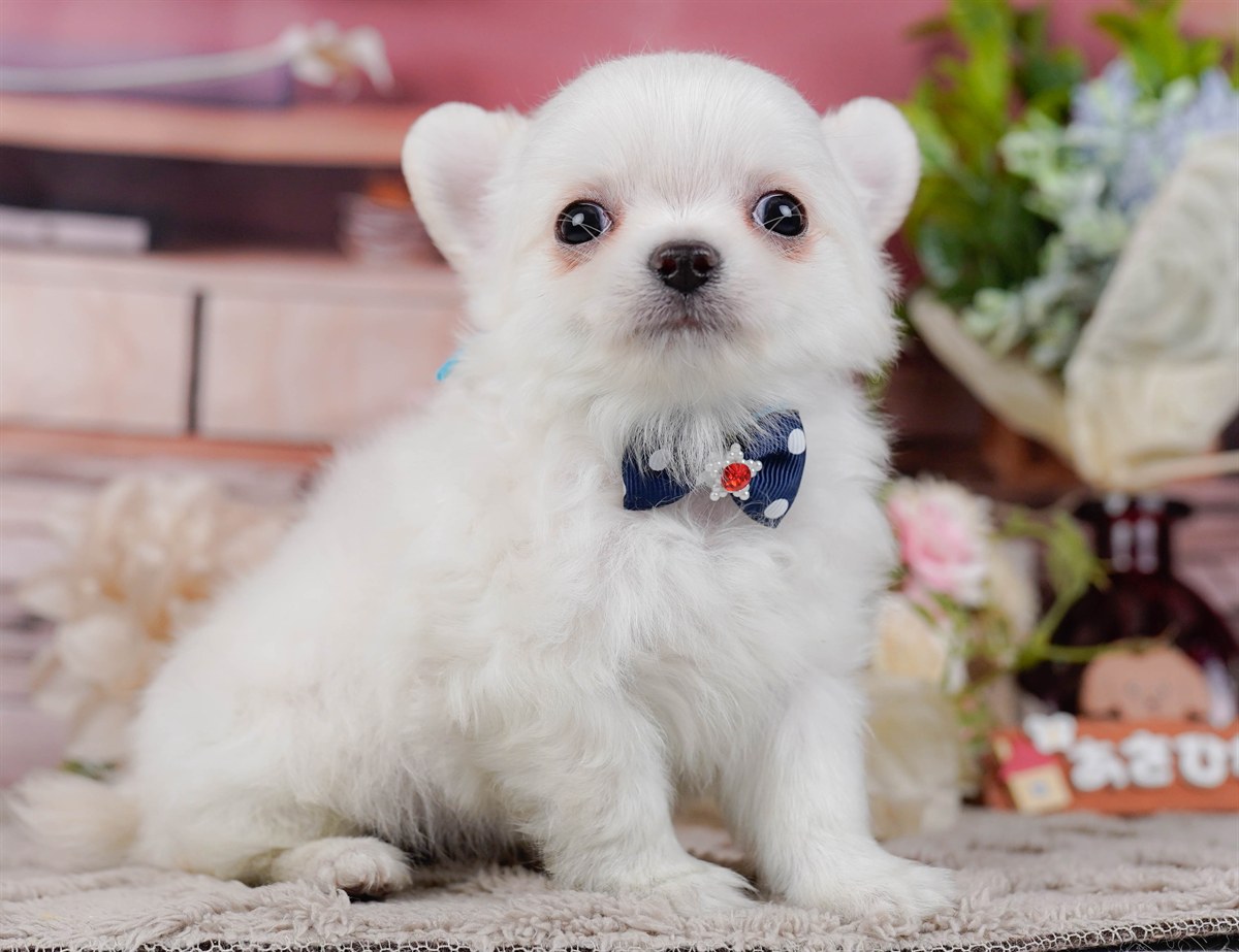 チワワ(ロング) | 男の子 | ホワイト | 2025年11月20日（ID:dog-200014260）