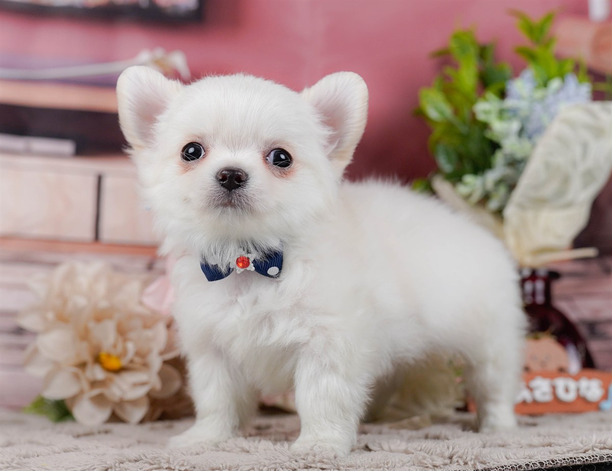 チワワ(ロング) | 男の子 | ホワイト | 2025年11月20日（ID:dog-200014260）