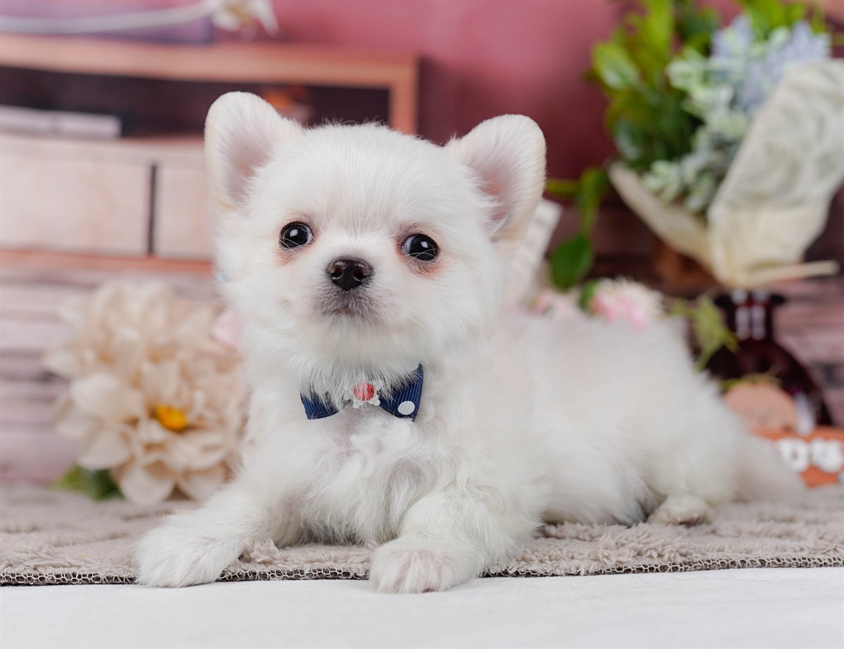 チワワ(ロング) | 男の子 | ホワイト | 2025年11月20日（ID:dog-200014260）