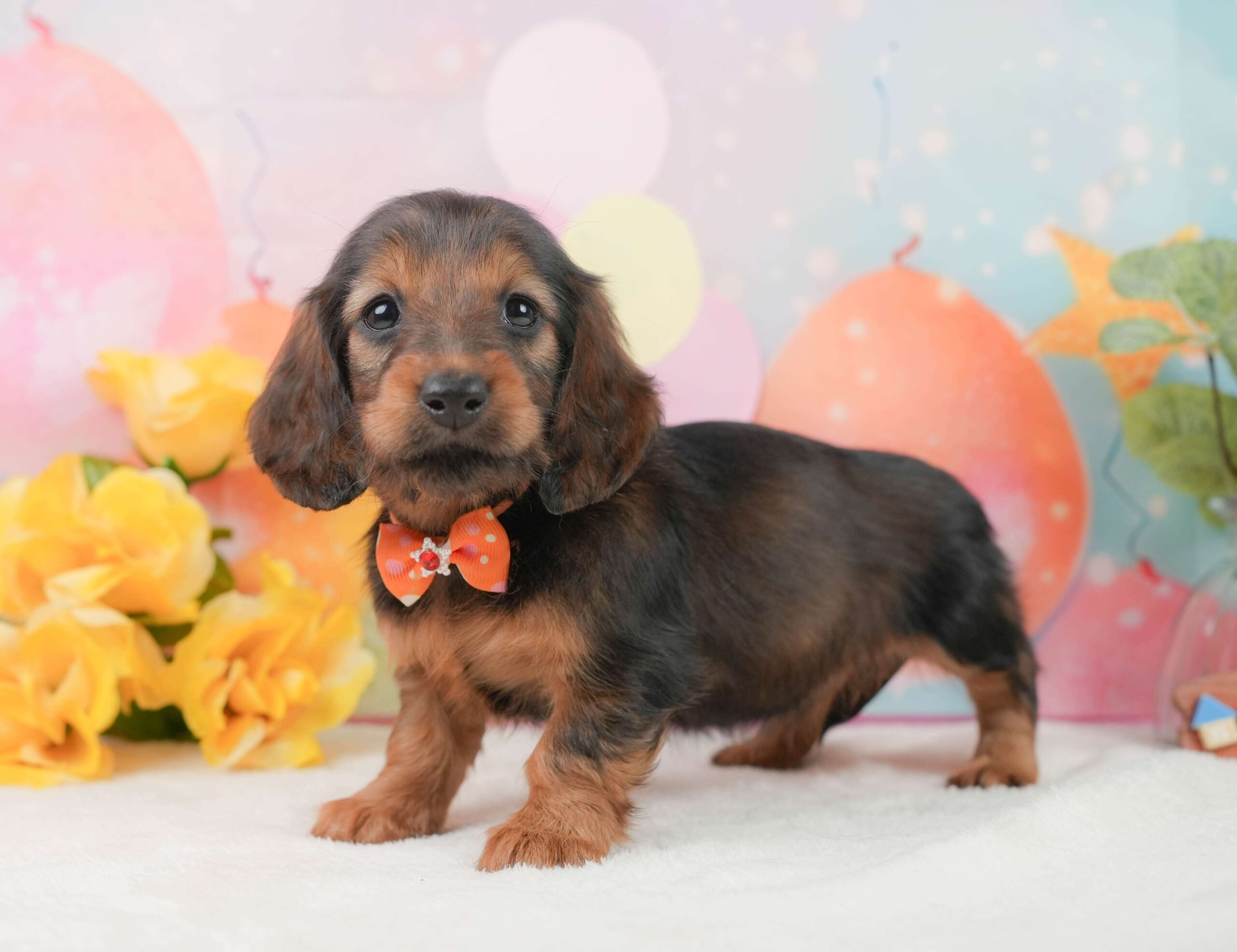 ミニチュア・ダックスフンド(ロング) | 女の子 | シェーデッドレッド | 2025年12月1日