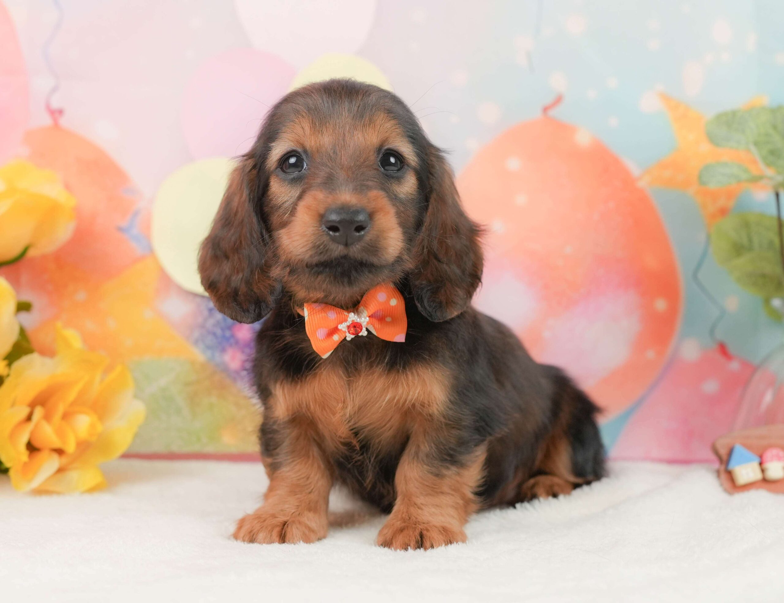 ミニチュア・ダックスフンド(ロング) | 女の子 | シェーデッドレッド | 2025年12月1日