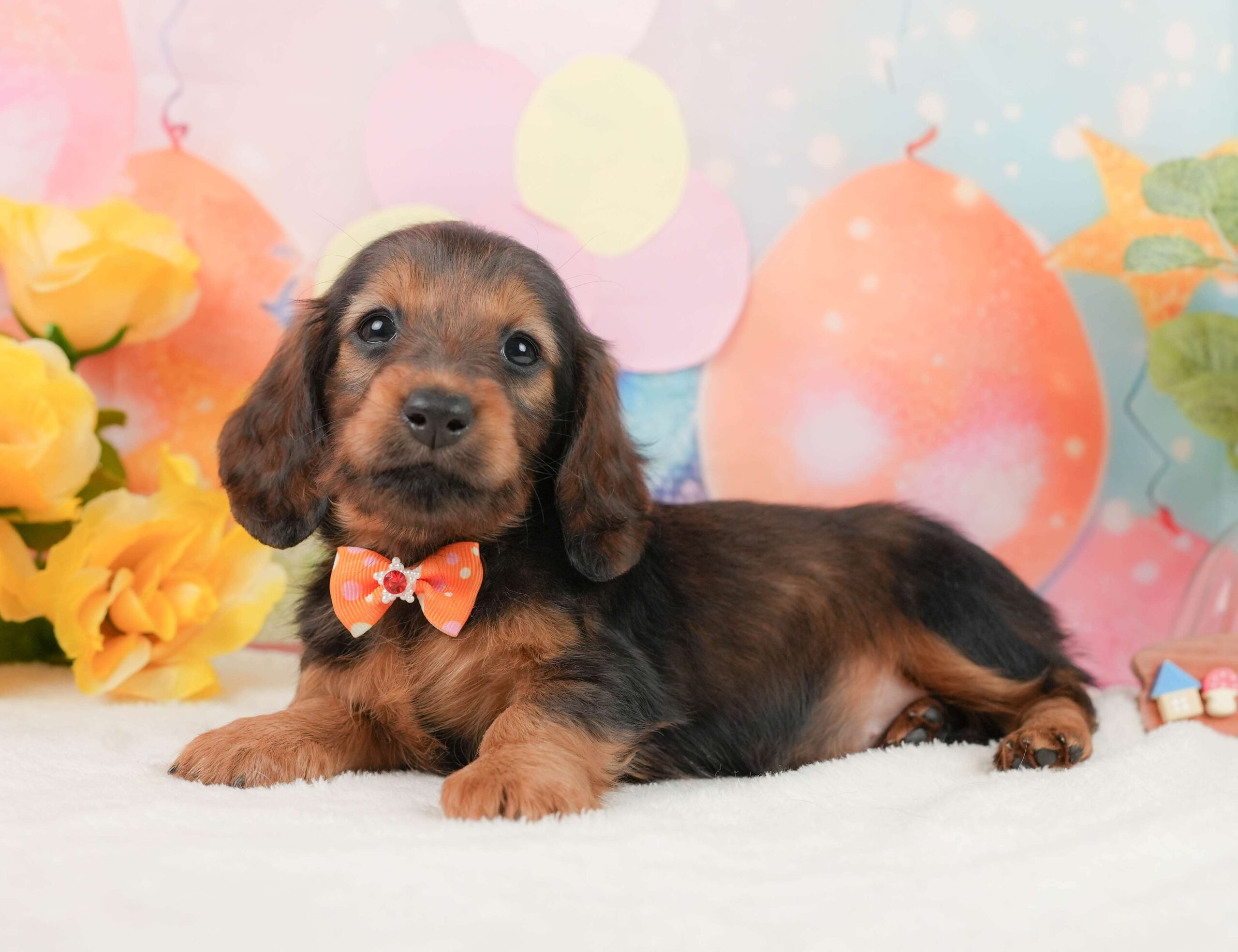 ミニチュア・ダックスフンド(ロング) | 女の子 | シェーデッドレッド | 2025年12月1日