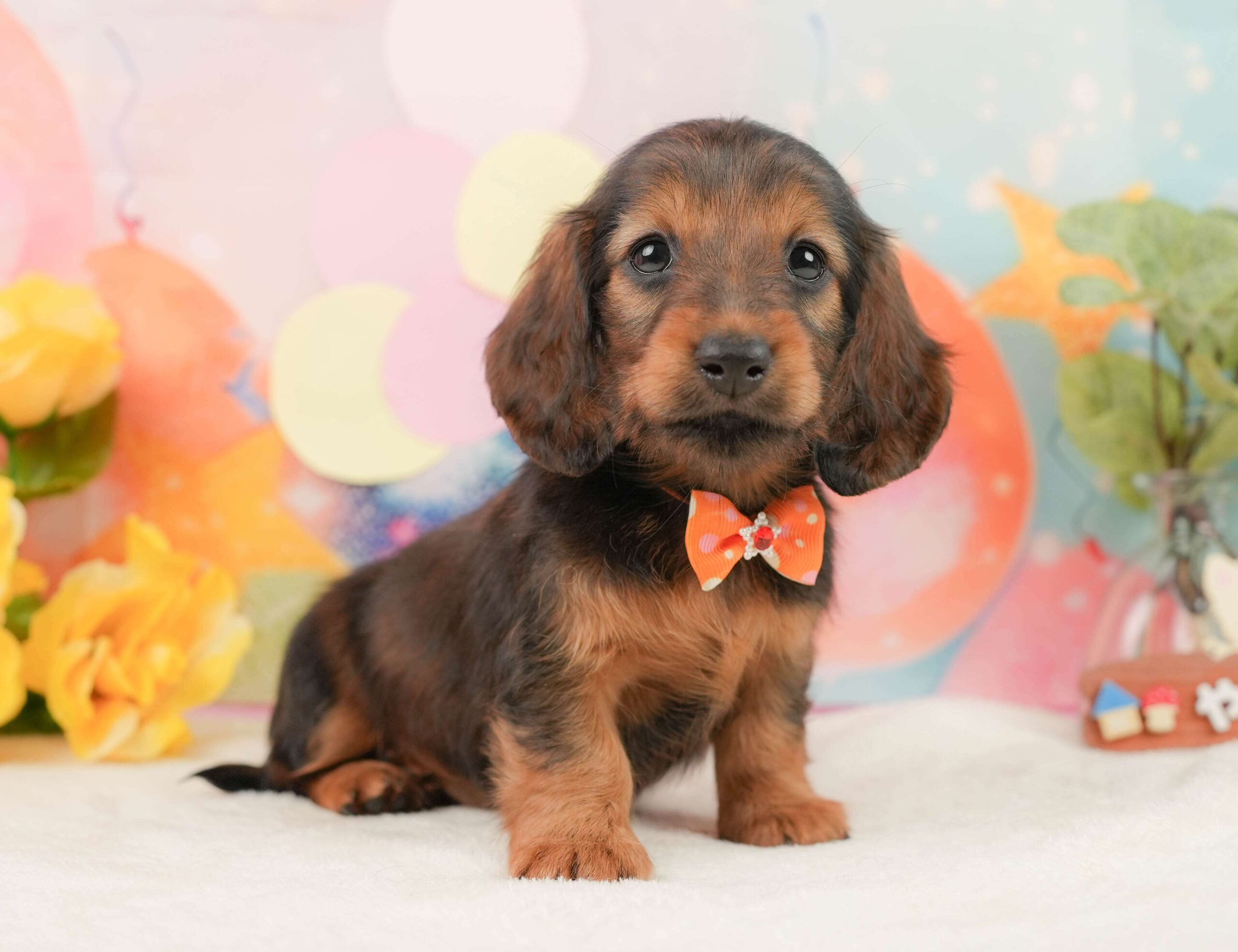 ミニチュア・ダックスフンド(ロング) | 女の子 | シェーデッドレッド | 2025年12月1日