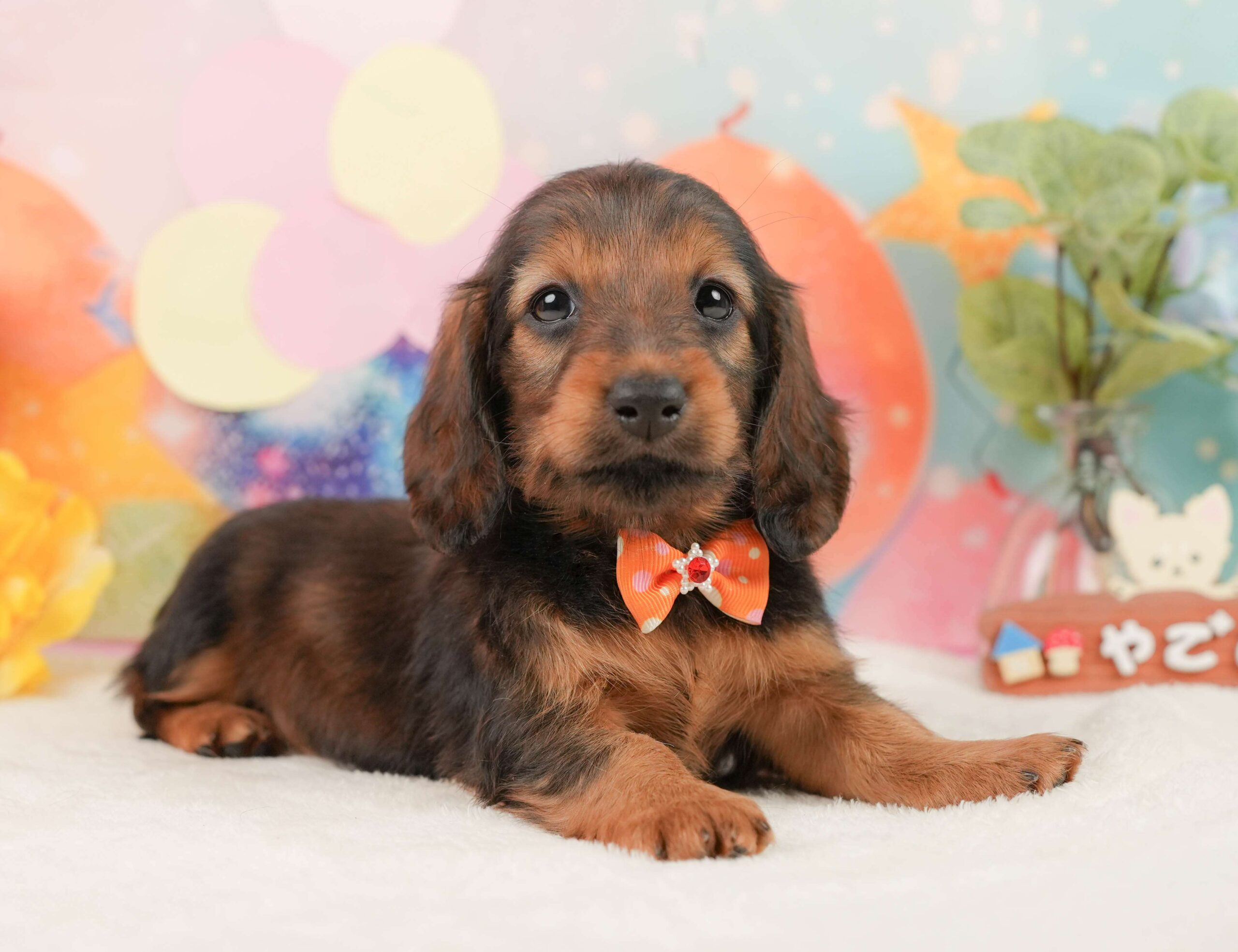 ミニチュア・ダックスフンド(ロング) | 女の子 | シェーデッドレッド | 2025年12月1日