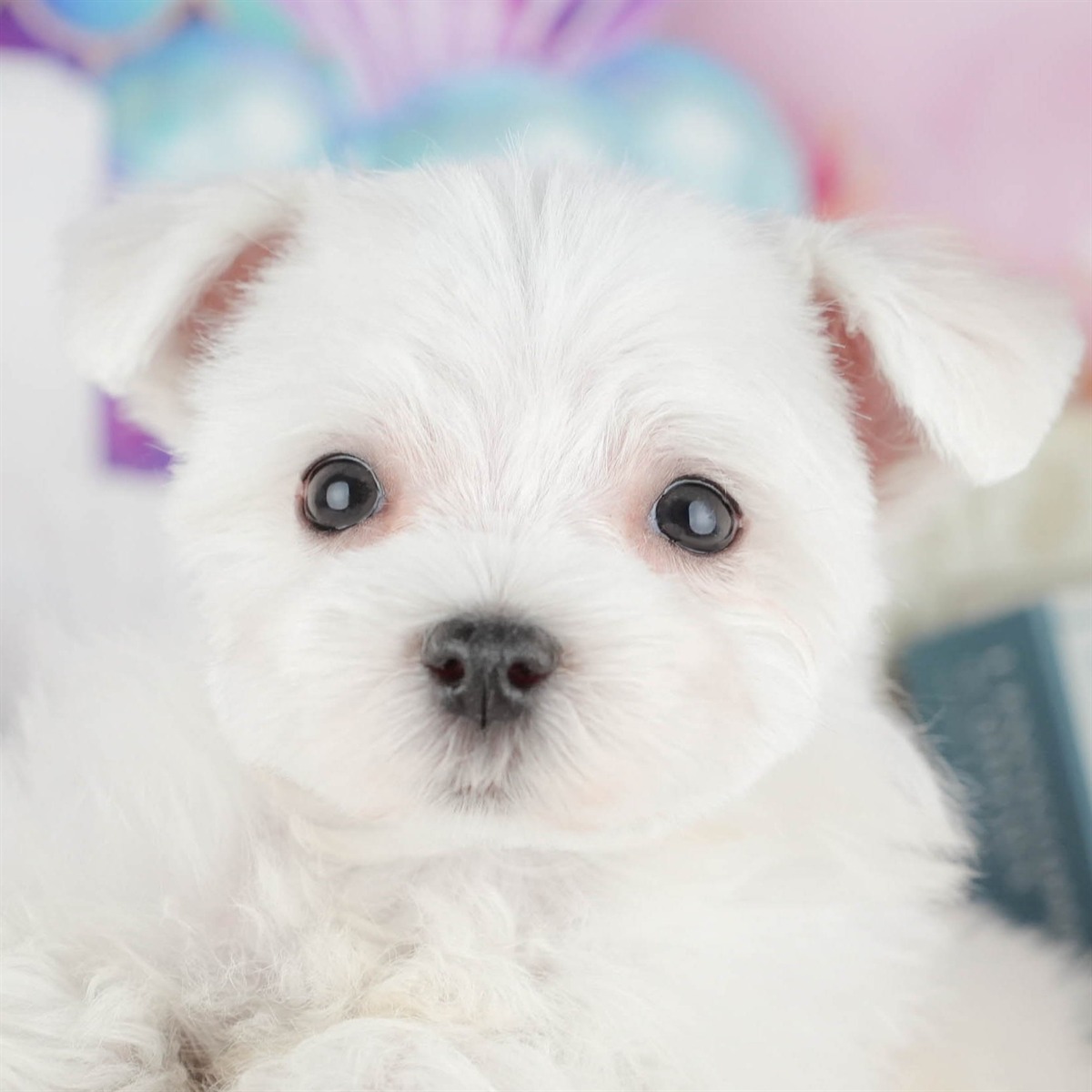 マルチーズ | 男の子 | ホワイト | 2025年12月3日（ID:dog-200014479）