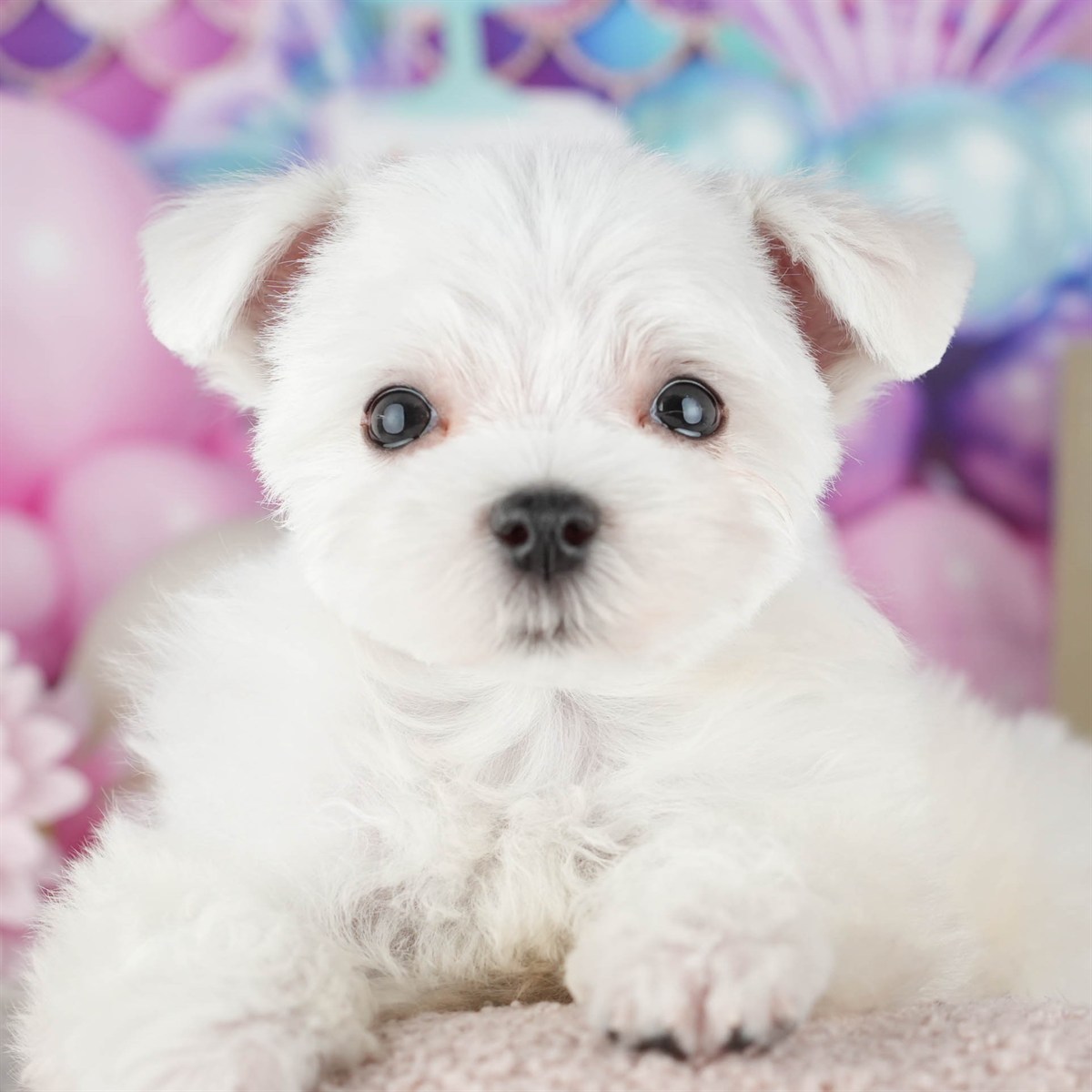 マルチーズ | 男の子 | ホワイト | 2025年12月3日（ID:dog-200014479）