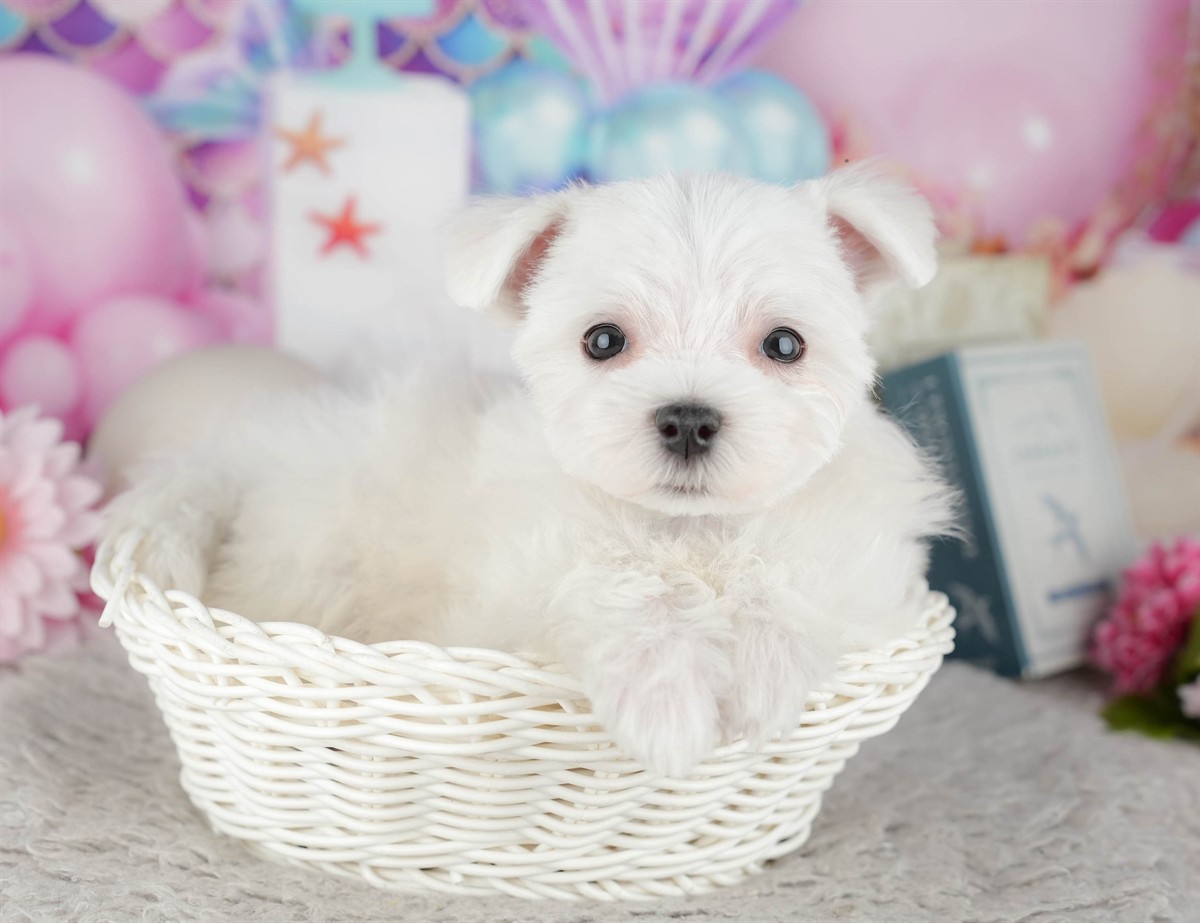 マルチーズ | 男の子 | ホワイト | 2025年12月3日（ID:dog-200014479）