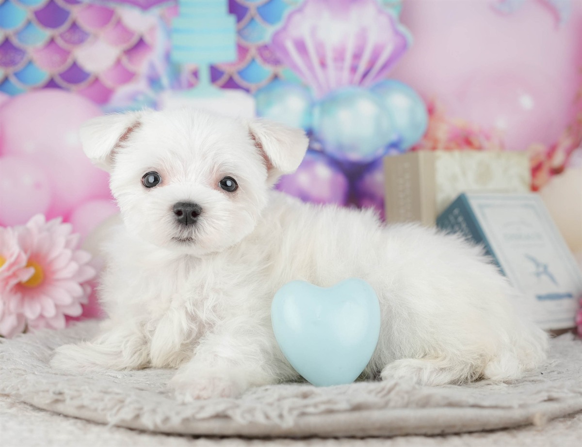 マルチーズ | 男の子 | ホワイト | 2025年12月3日（ID:dog-200014479）