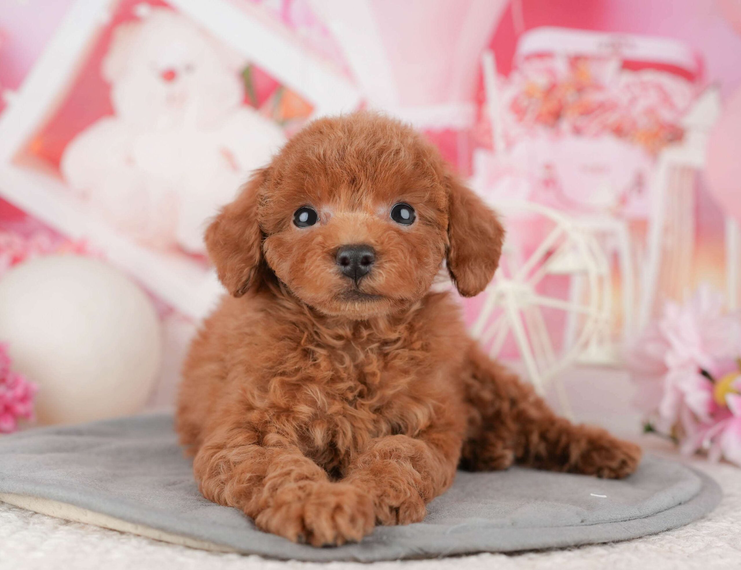 トイ・プードル | 女の子 | レッド | 2025年12月9日