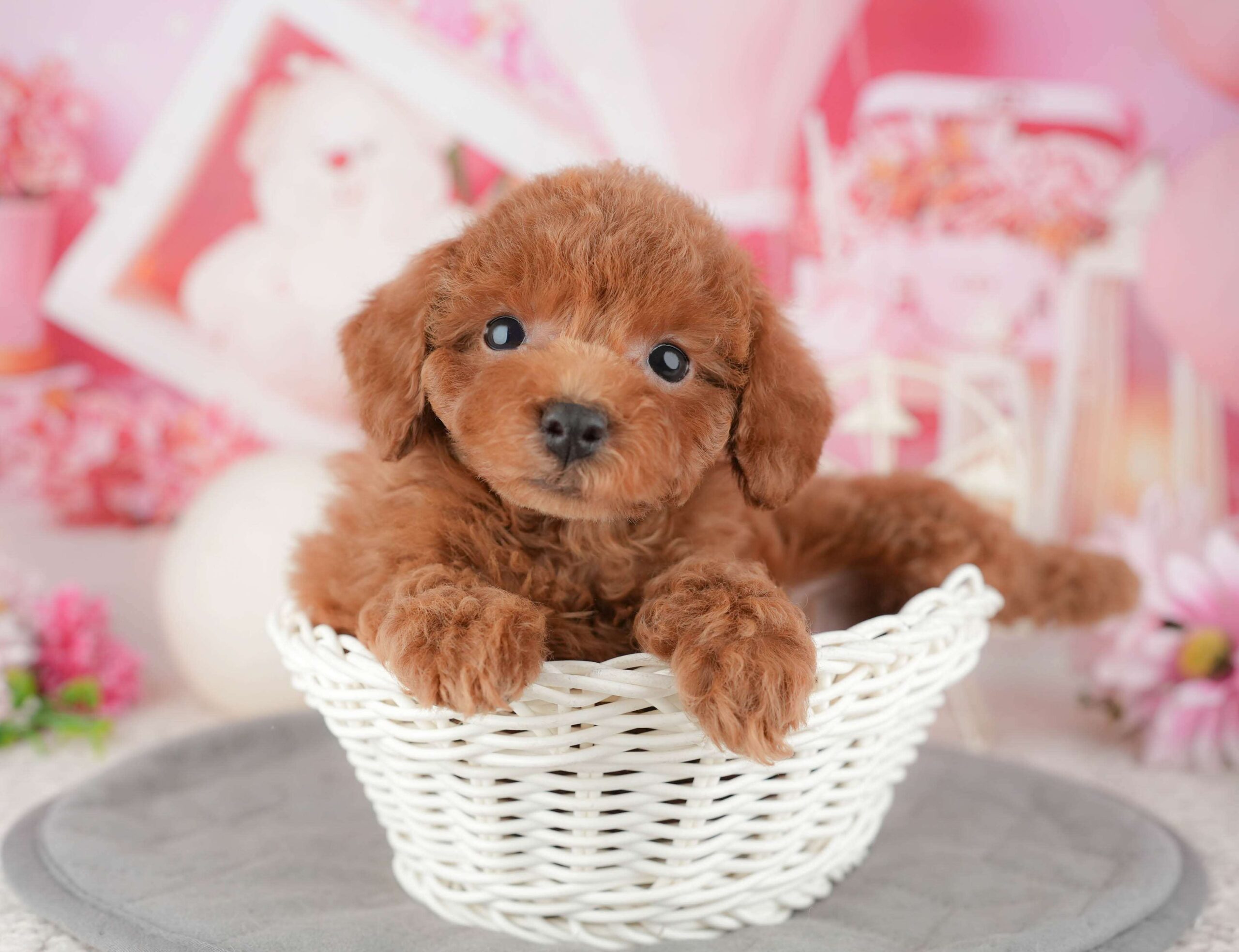 トイ・プードル | 女の子 | レッド | 2025年12月9日（ID:dog-200014615）