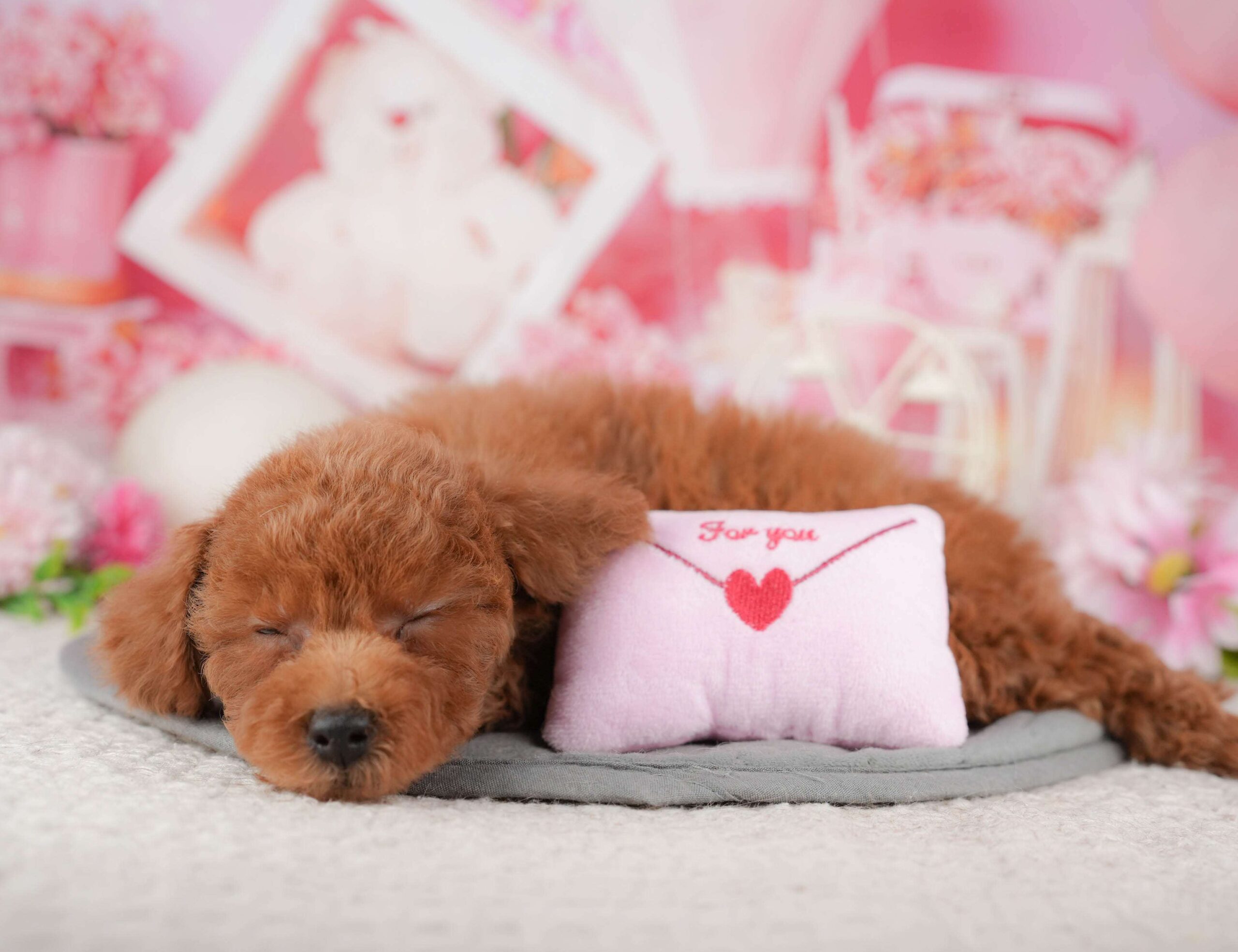 トイ・プードル | 女の子 | レッド | 2025年12月9日（ID:dog-200014615）